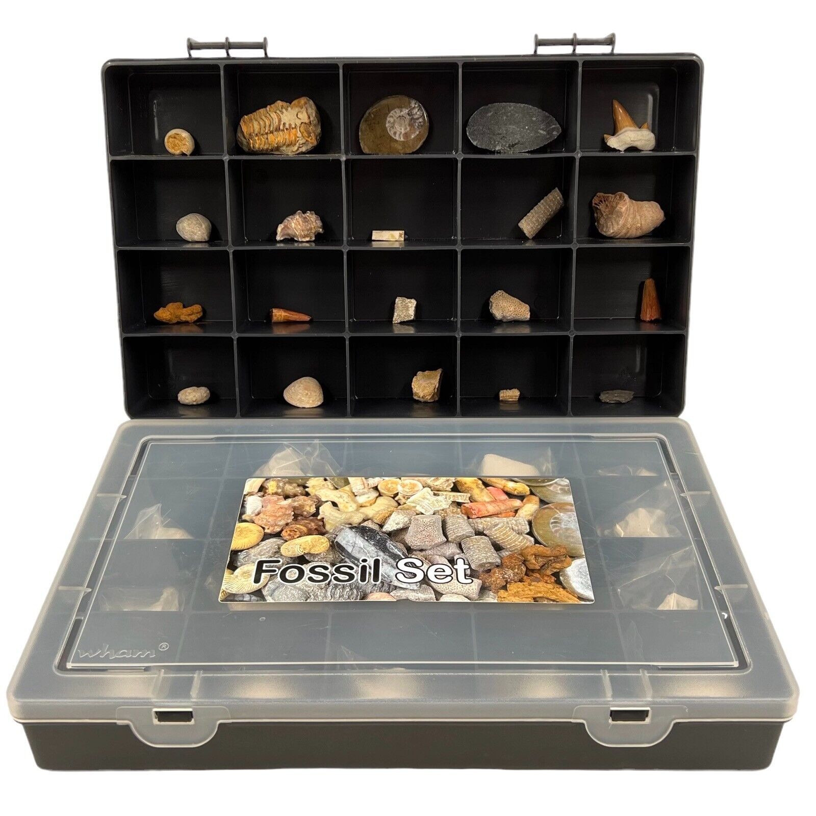 Large Fossil Gift Set with 20 Selected Fossils from Around the World