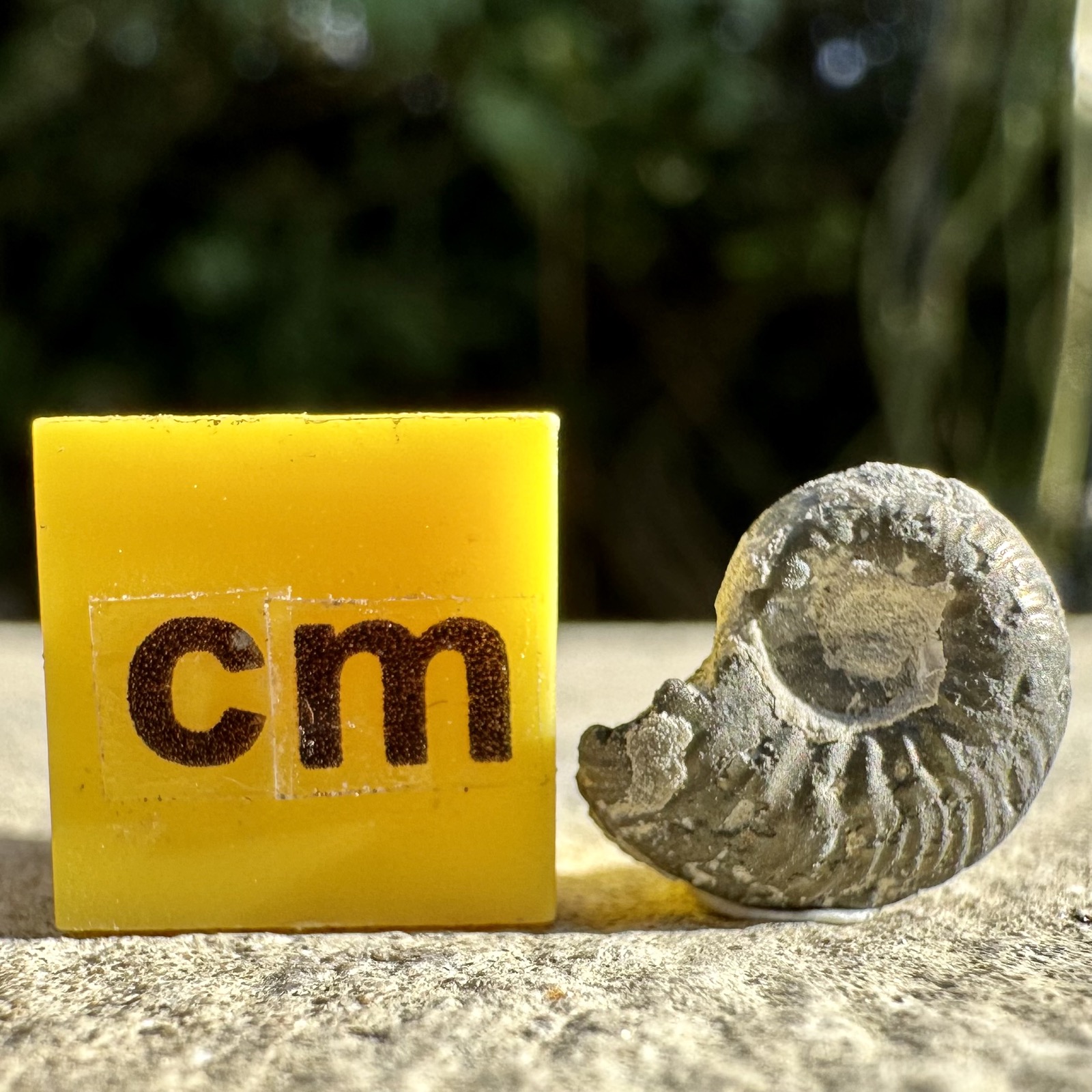 Tidmoor Point Jurassic Gold Pyrite Ammonite Fossil - Genuine Specimen