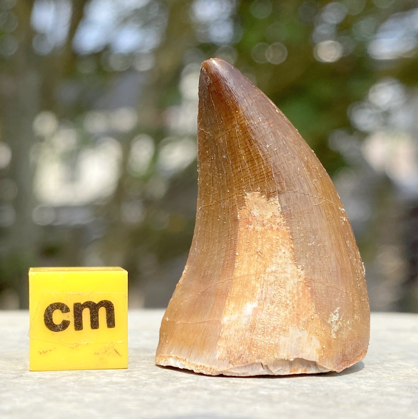 Medium Mosasaur Reptile Tooth Fossil from Cretaceous Era, Morocco - Fantastic Display Piece