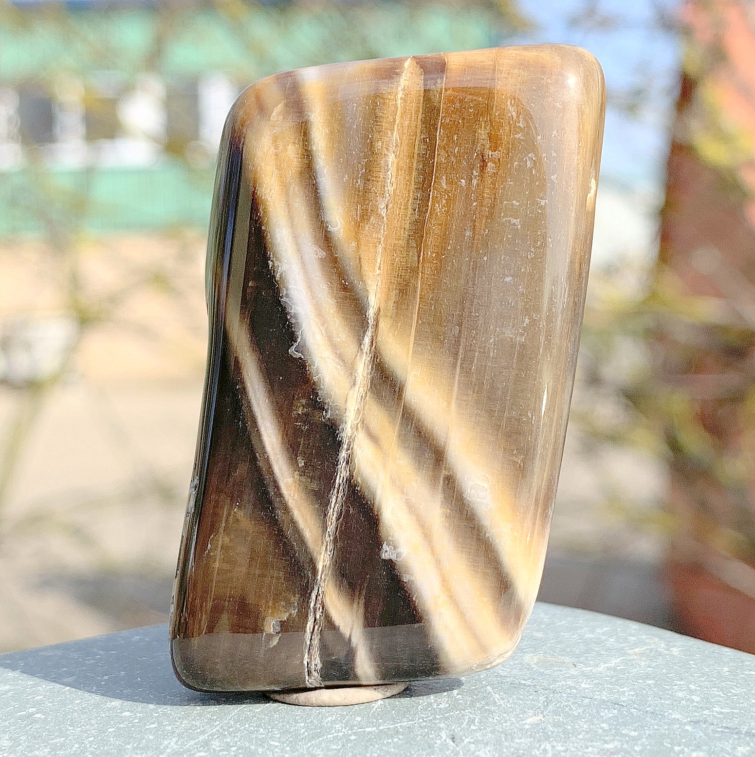 Polished Wood Slices Fossil from Carboniferous Era, USA - Unique Home Decor