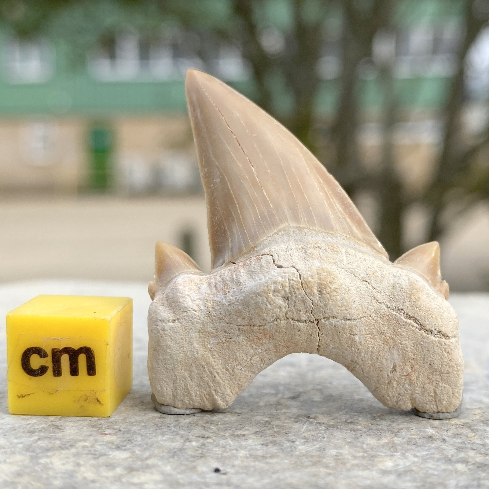 Shark Tooth Fossil (large), Otodus, Eocene, Morocco