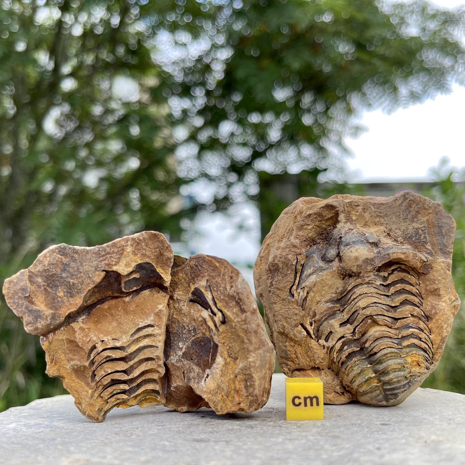 Diacalymene Trilobite - Ordovician, Morocco