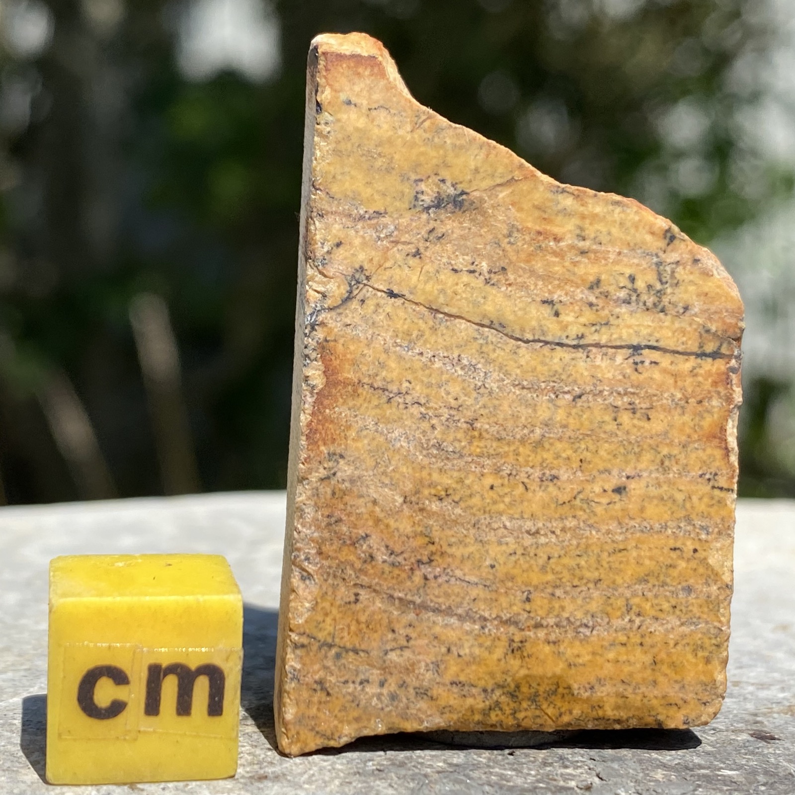 Oldest Fossil Stromatolite (3.5 billion years old)