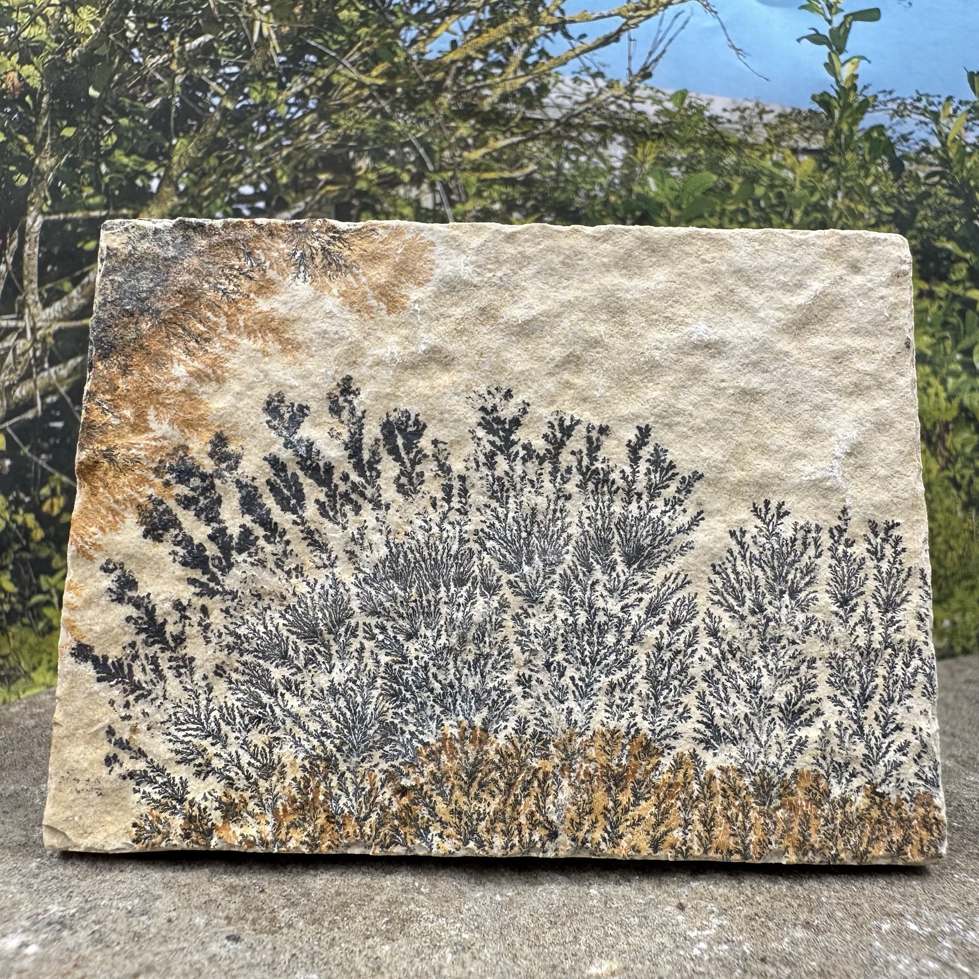 Rare Dendrite Plaques from Sollenhofen, Germany - Fossilized Treasures of Geological Significance!