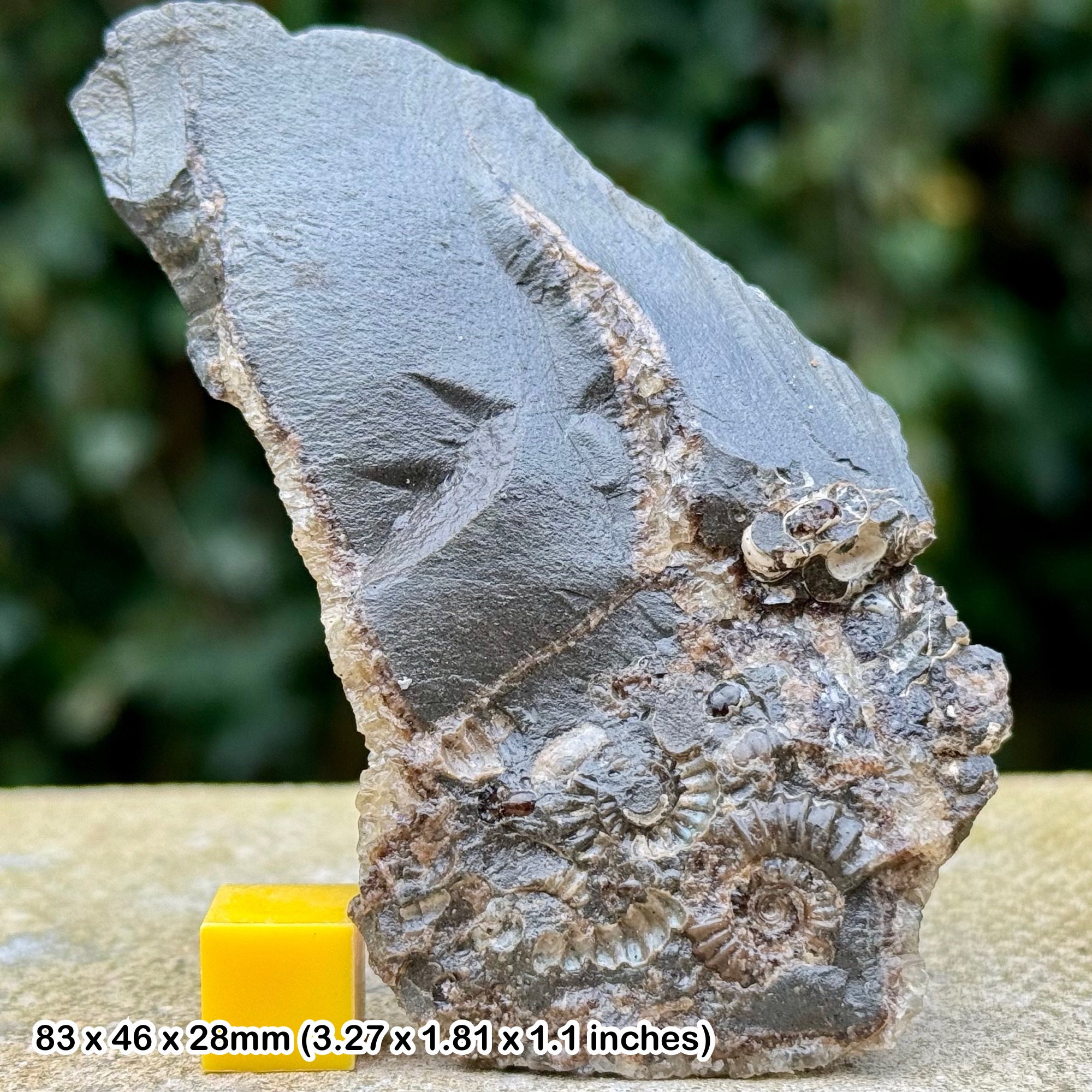 Genuine Fossil Promicroceras Ammonite Slab - Jurassic Coast, Stonebarrow Cliff, Charmouth, Dorset - COA