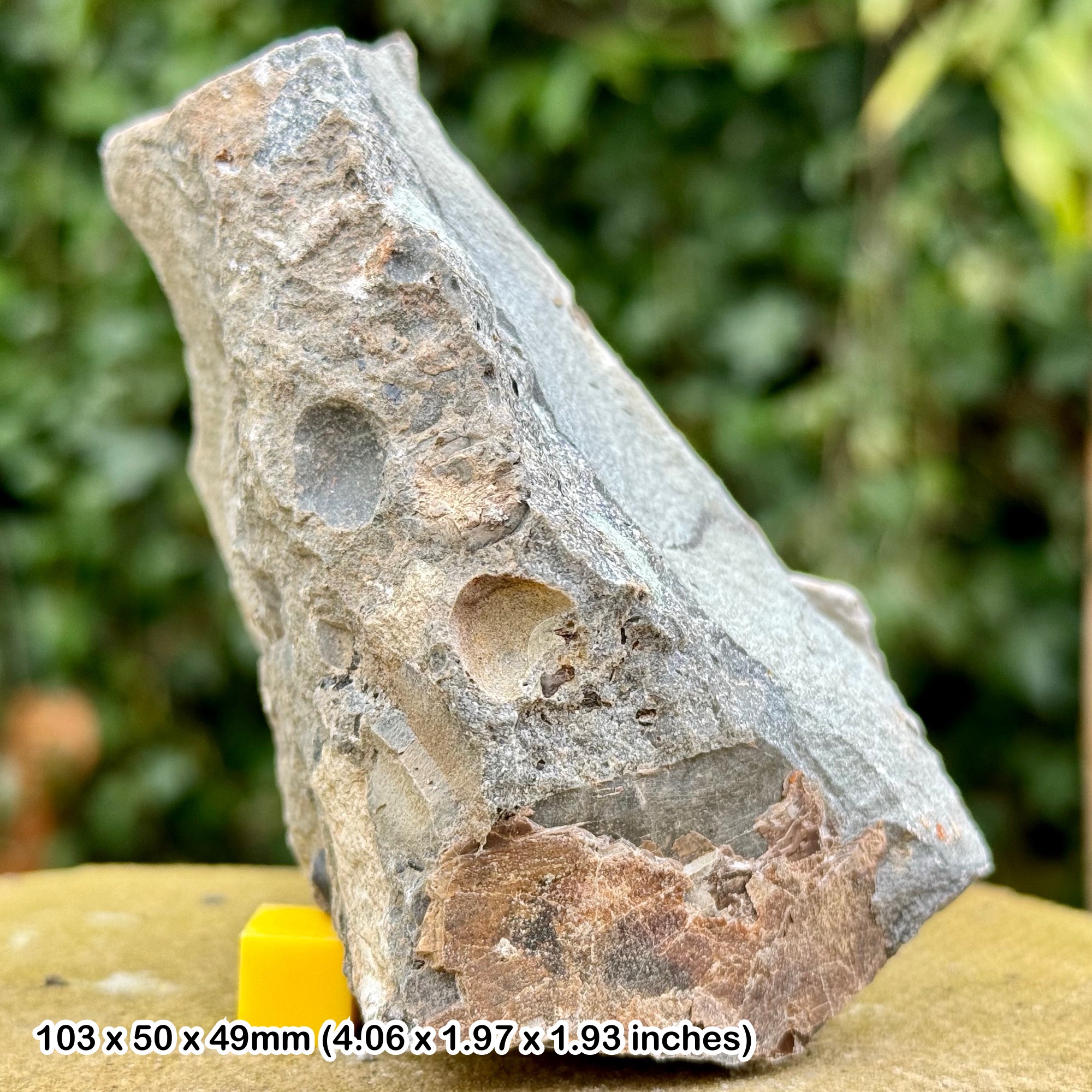 Unique Fossil Bed with Fish, Shark, Reptile Remains & Coprolites - Upper Triassic, Aust Cliff - COA