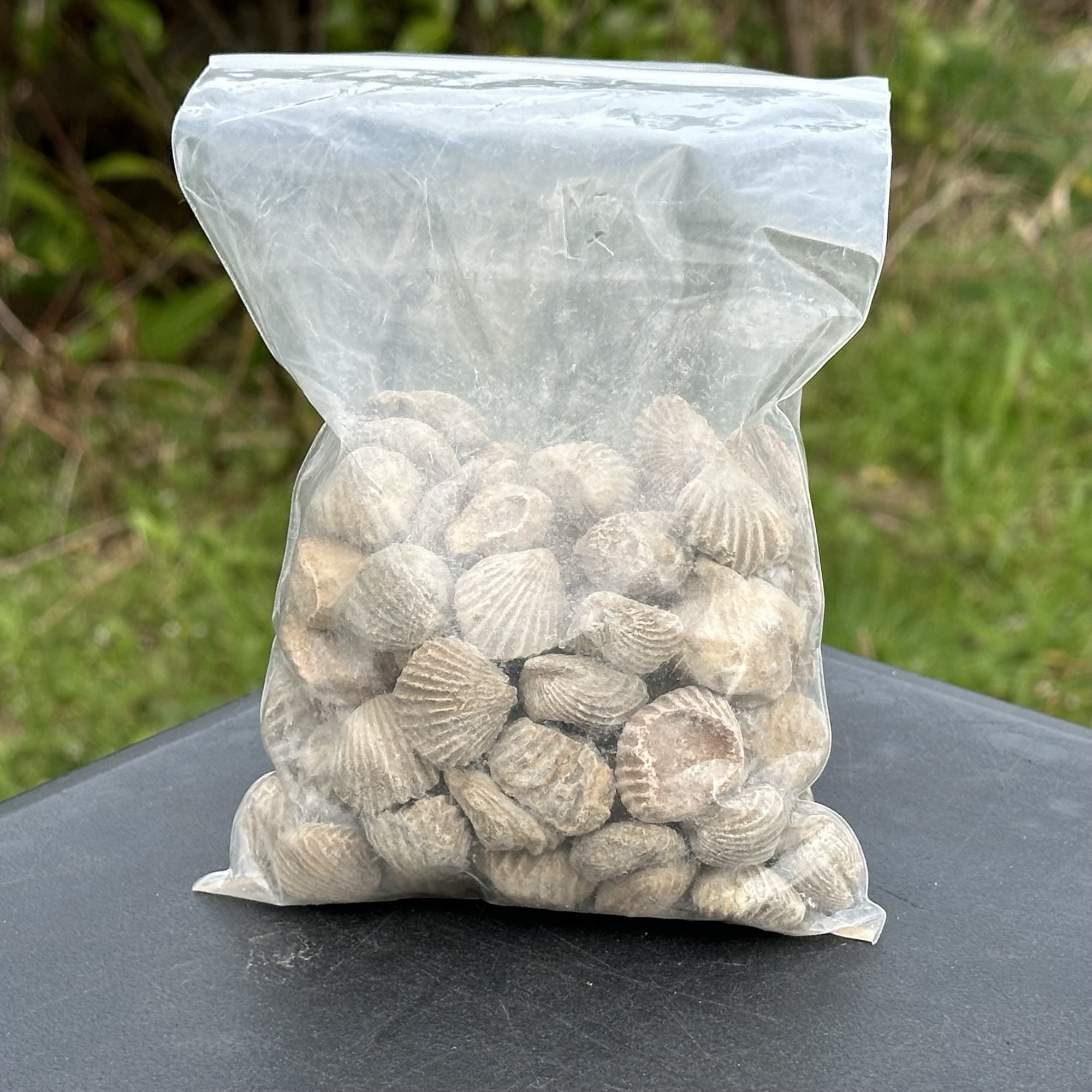 500g Bulk Bag of Fossil Brachiopods | Jurassic Era | Morocco