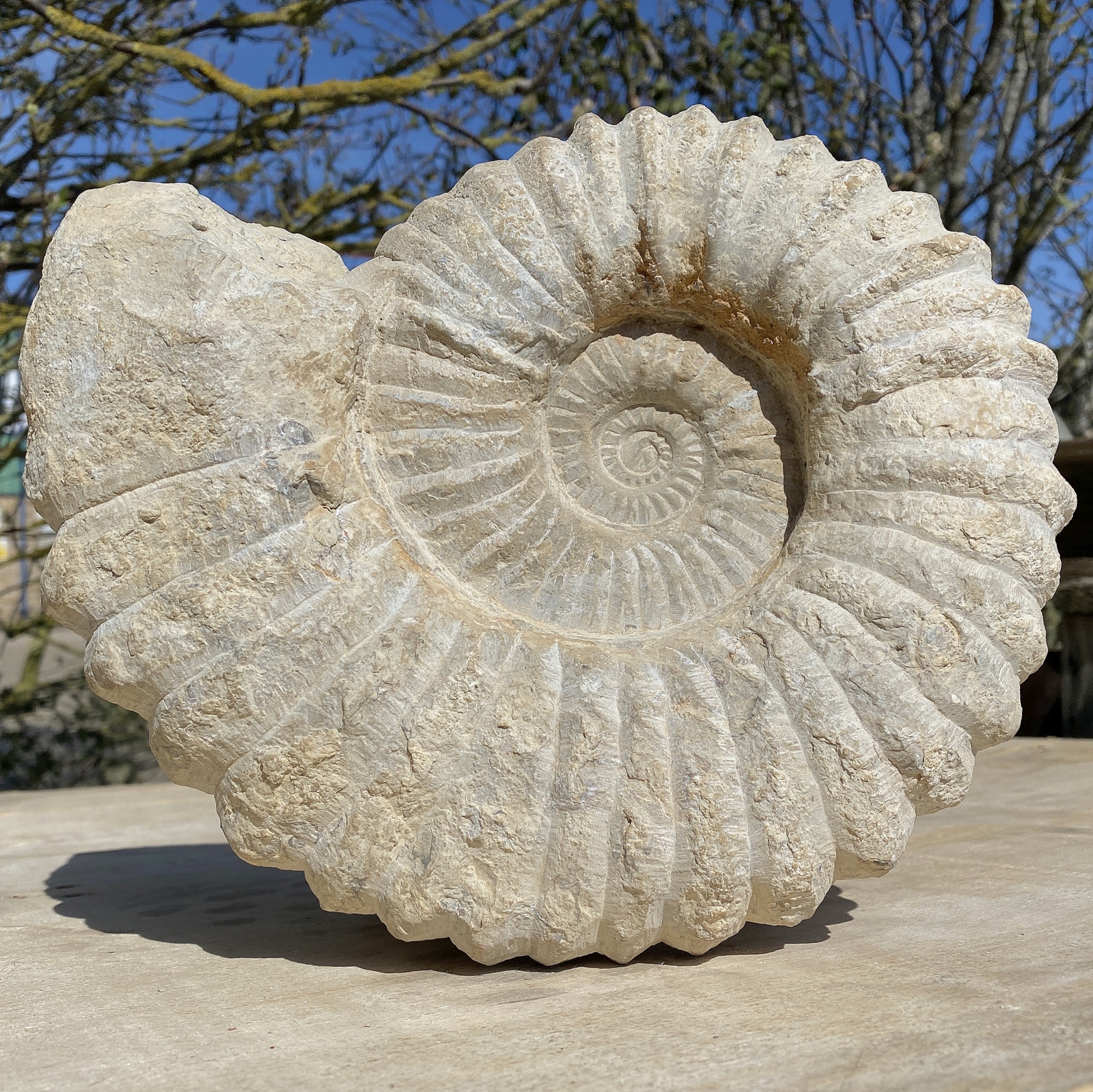 Mantelliceras Giant Fossil Ammonite - Beautiful Display Specimen for Collectors