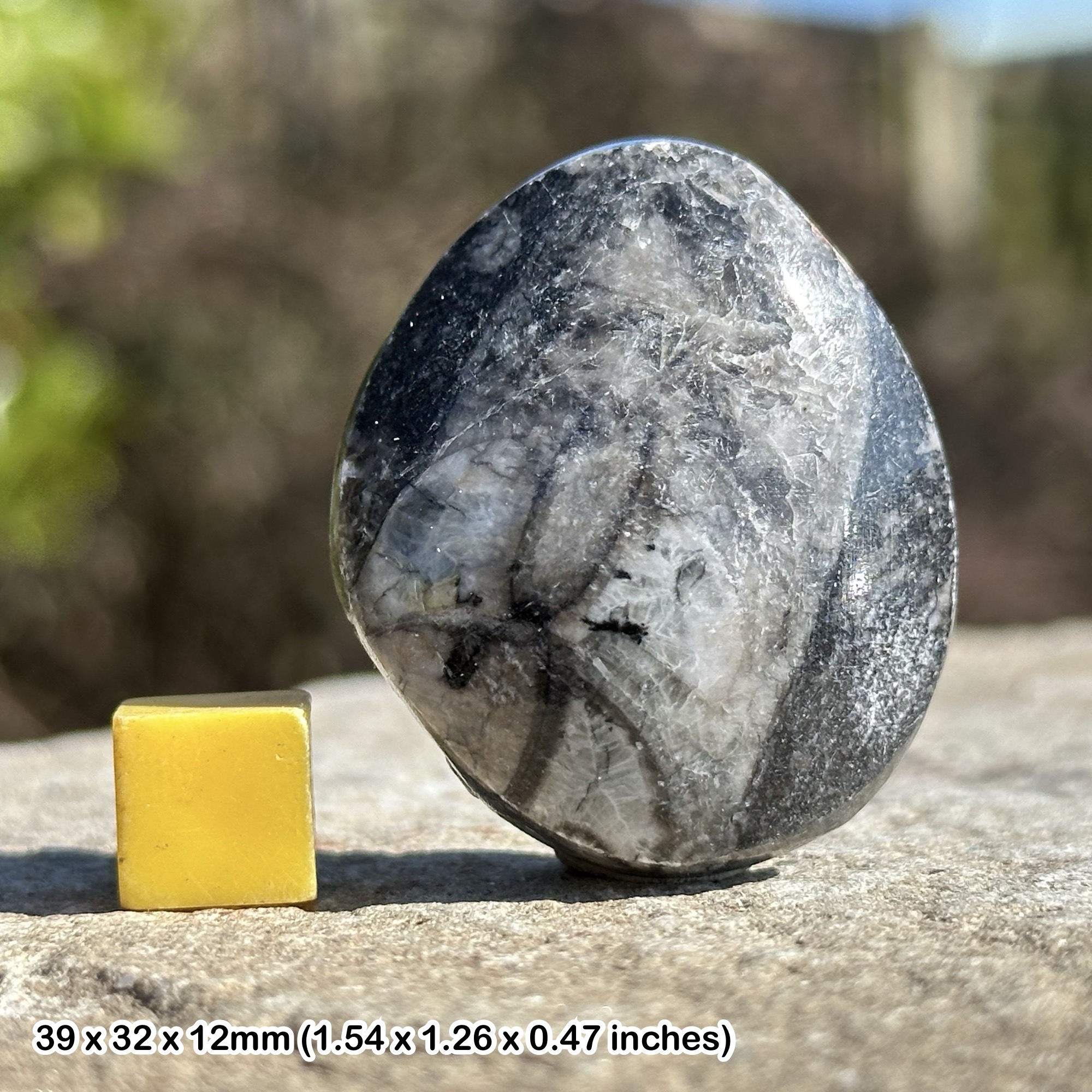 Fossil orthoceras in black marble - devonian period, morocco - ancient sea life