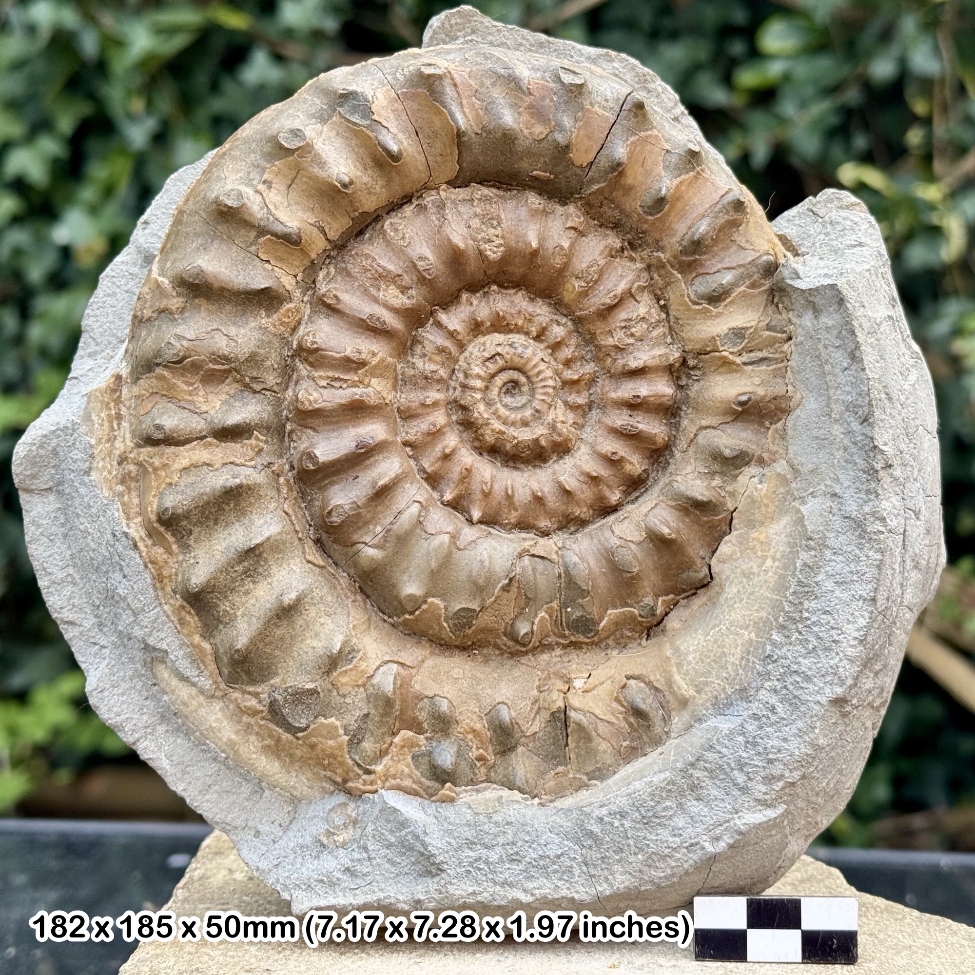 5.5" Microderoceras birchi Fossil Ammonite – Lower Pliensbachian, Jurassic: Charmouth, Dorset, UK – COA – Alice Purnell Collection