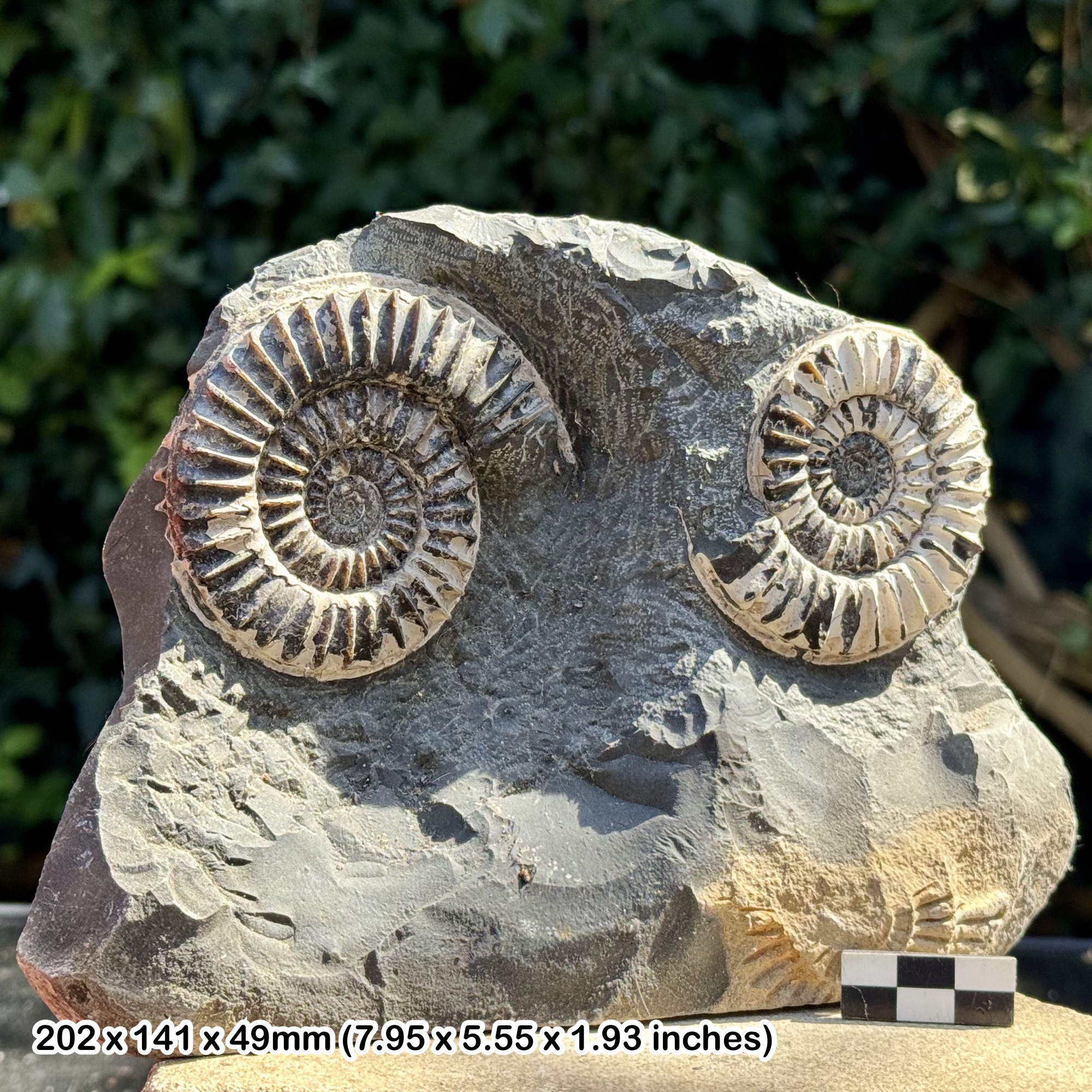 Double Arnioceras cuneiformis Ammonite Fossil - Sinemurian Jurassic - Hinckley Point UK - COA