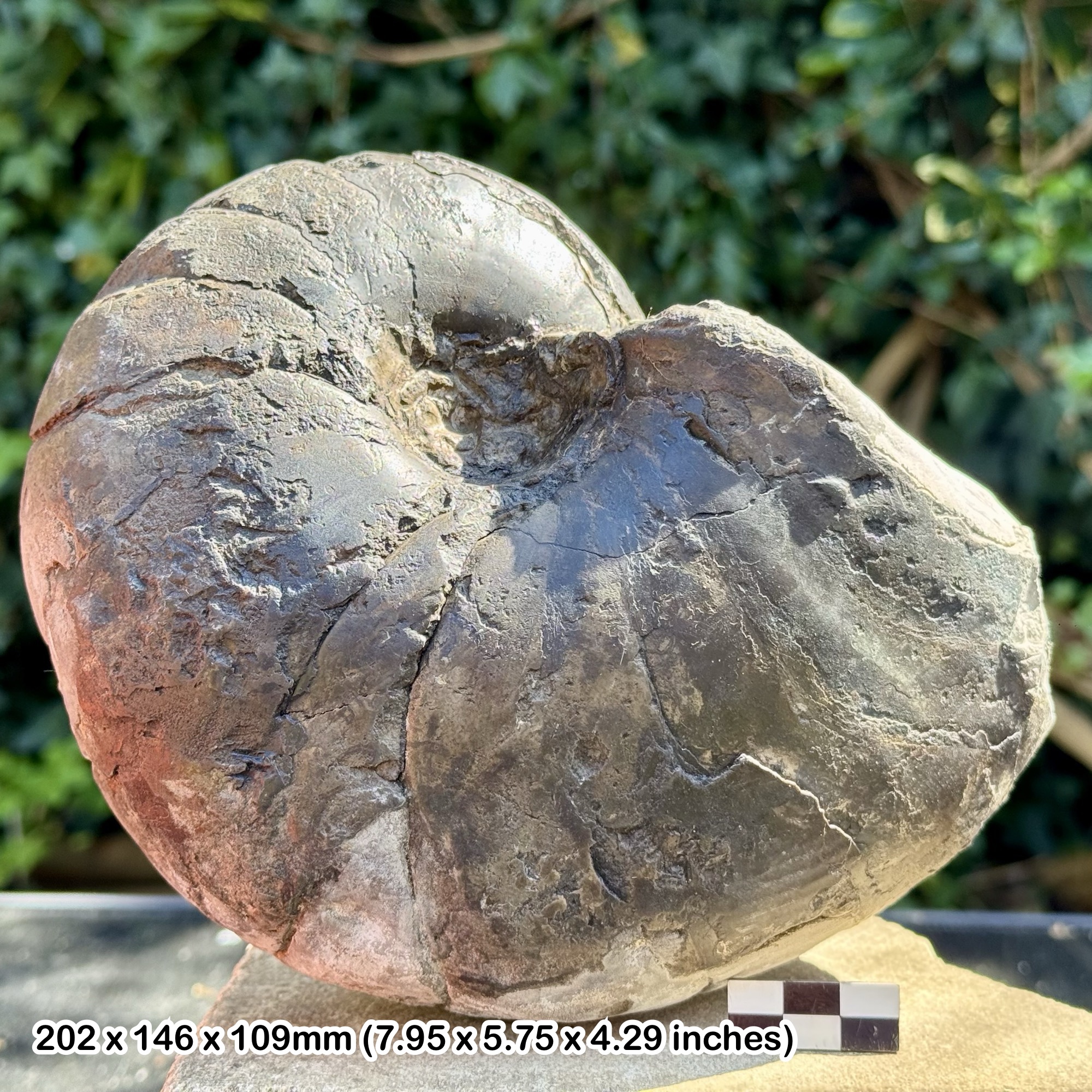 8" Nautilus Cenoceras barberei Fossil - Oxfordian Jurassic - Gristhorpe UK - Genuine w/ COA