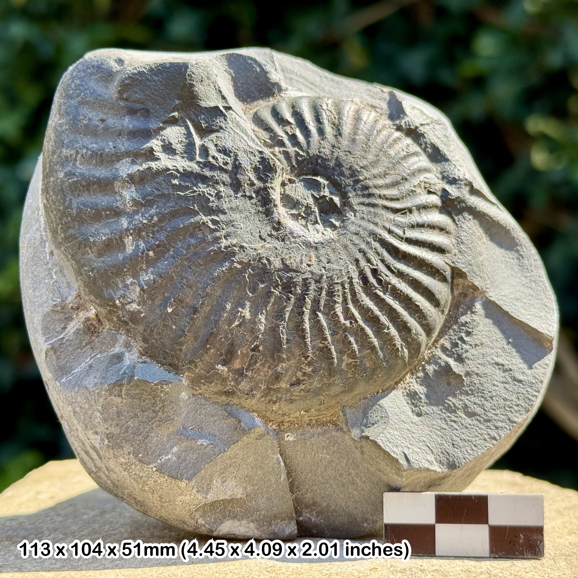 Pseudolioceras lythense Ammonite Fossil - Upper Toarcian Jurassic - Ravenscar UK - COA Included