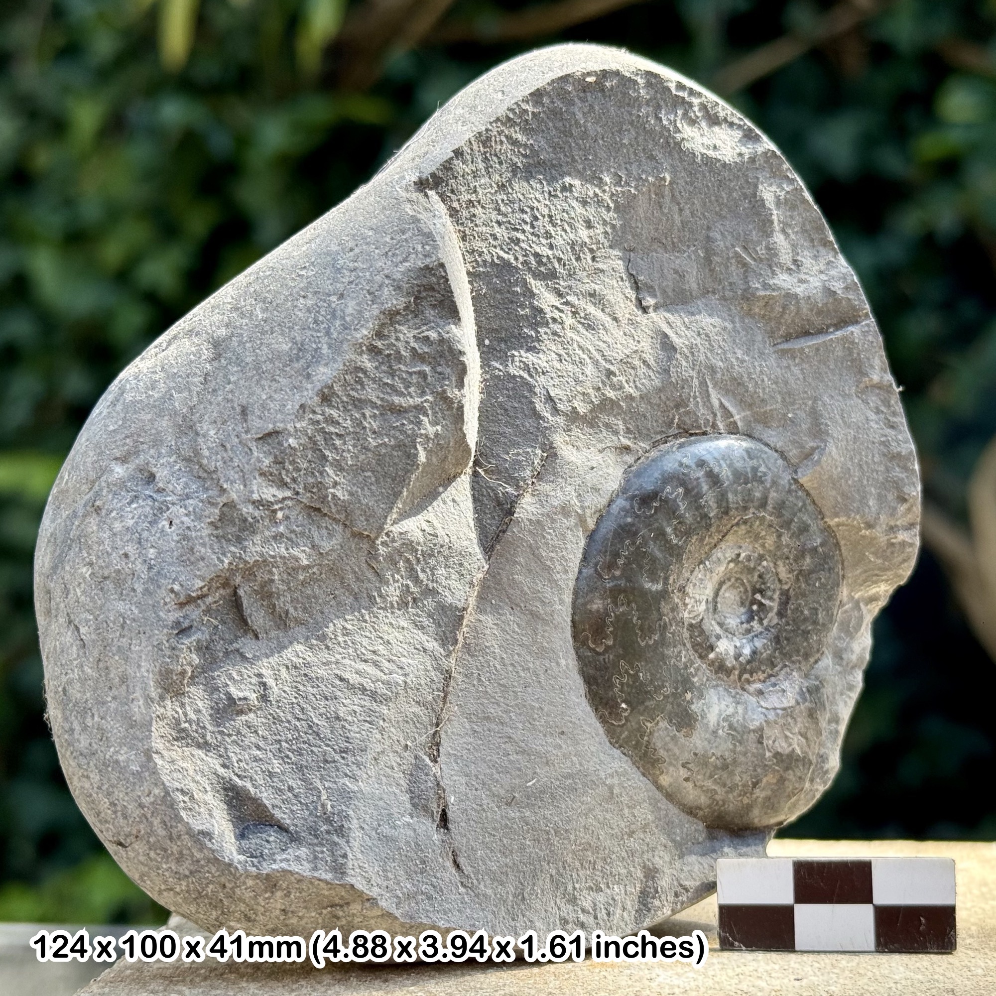 Darellia sp Ammonite Fossil - Upper Toarcian Jurassic - Ravenscar UK - Authentic with COA