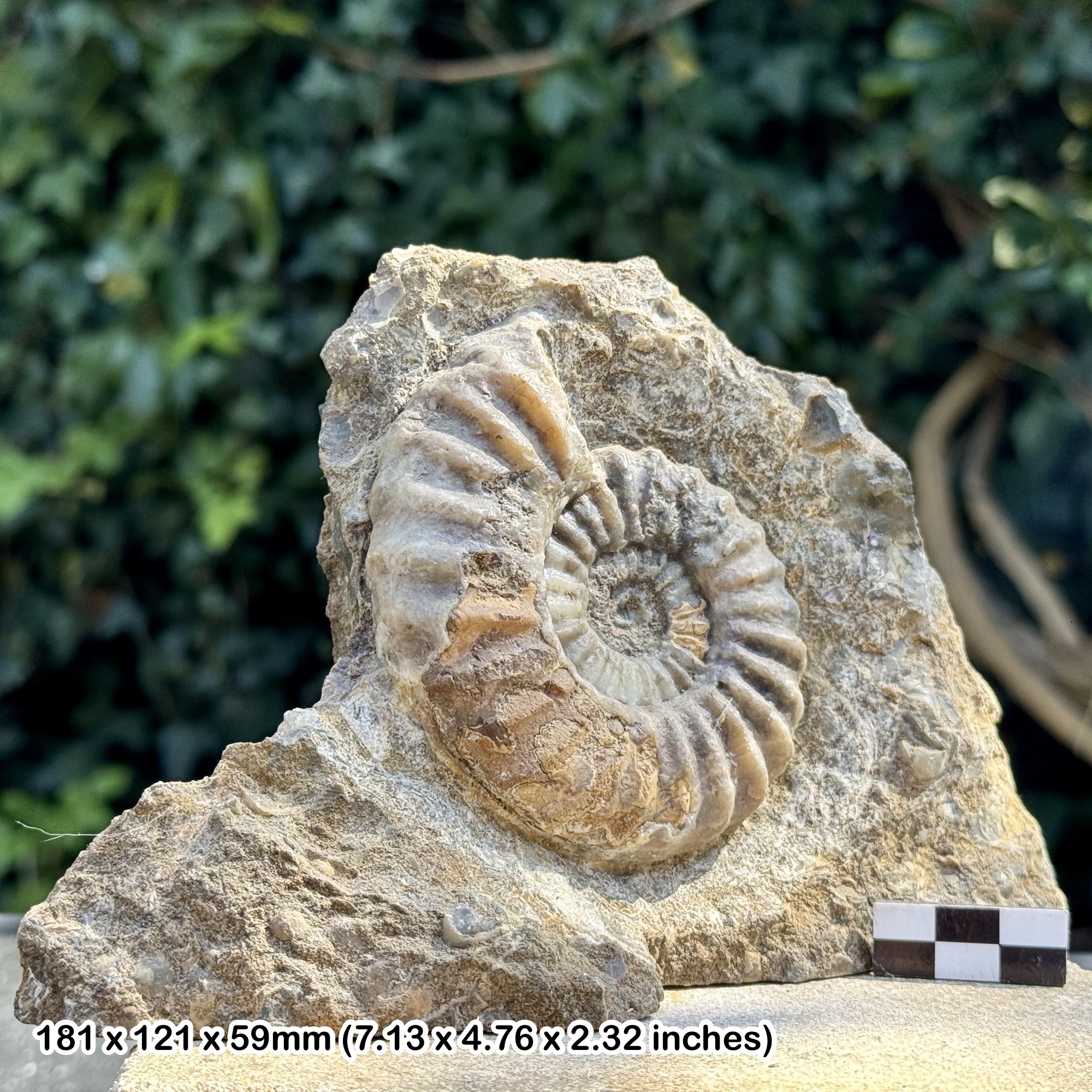 Aegasteroceras simili Ammonite Fossil - Lower Lias Jurassic - Scunthorpe UK - COA Included