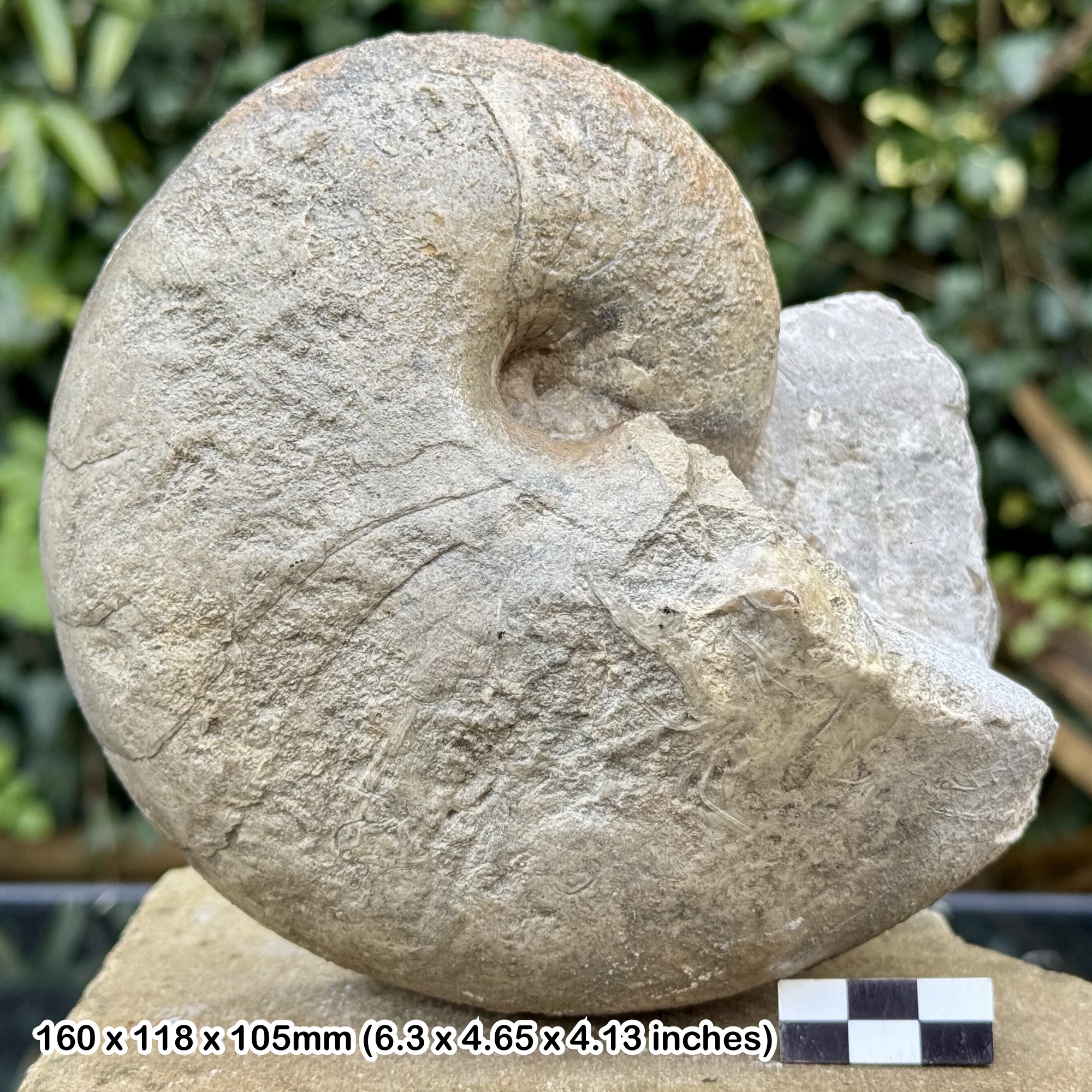 Cenoceras inornatum Nautilus Fossil – Cornbrash Formation, Callovian, Jurassic – Shorncote, Gloucestershire, UK – Alice Purnell Collection