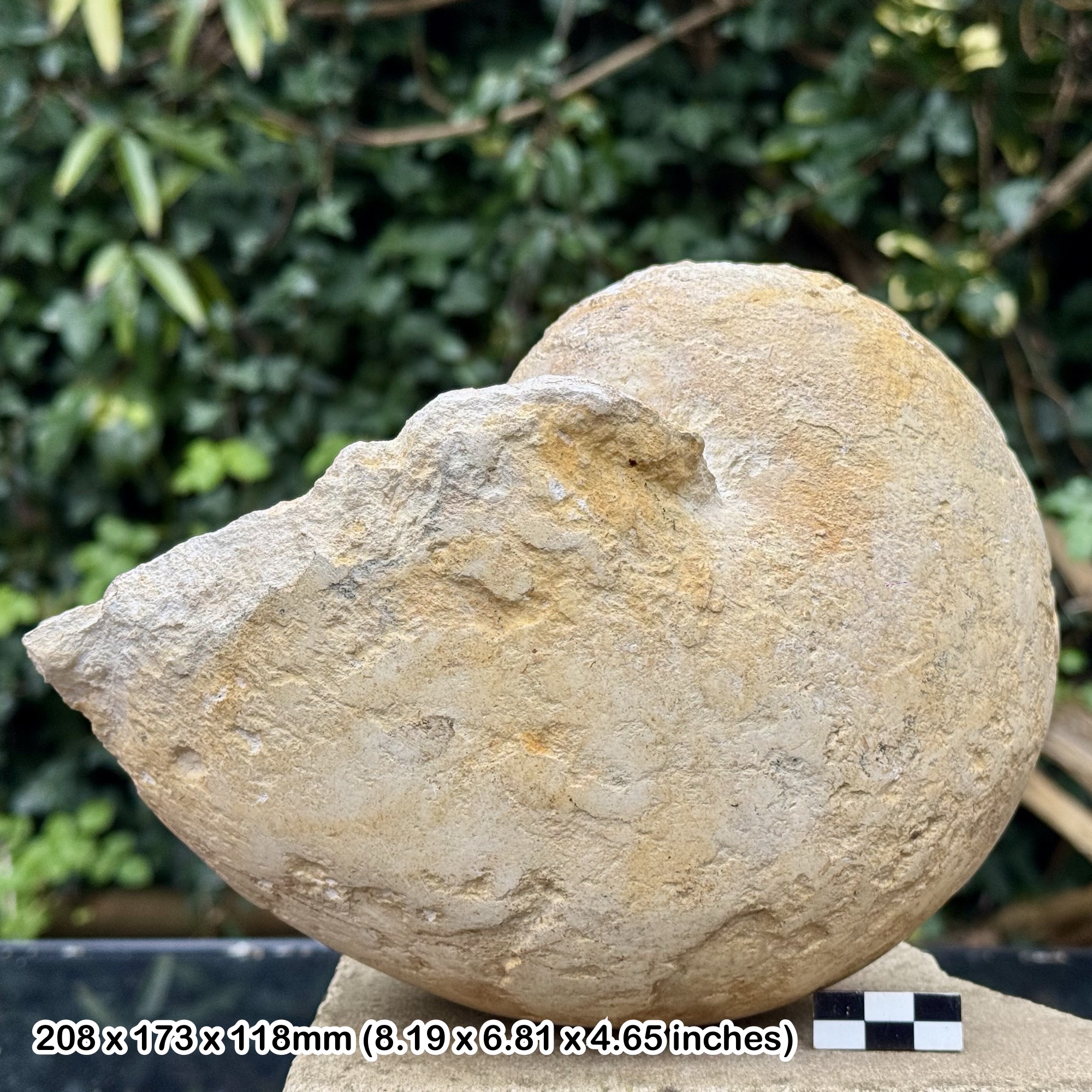 8" Rare Cymatoceras Nautilus Fossil – Toarcian, Jurassic – Dordogne, France – Authentic Fossil with Certificate – Alice Purnell Collection