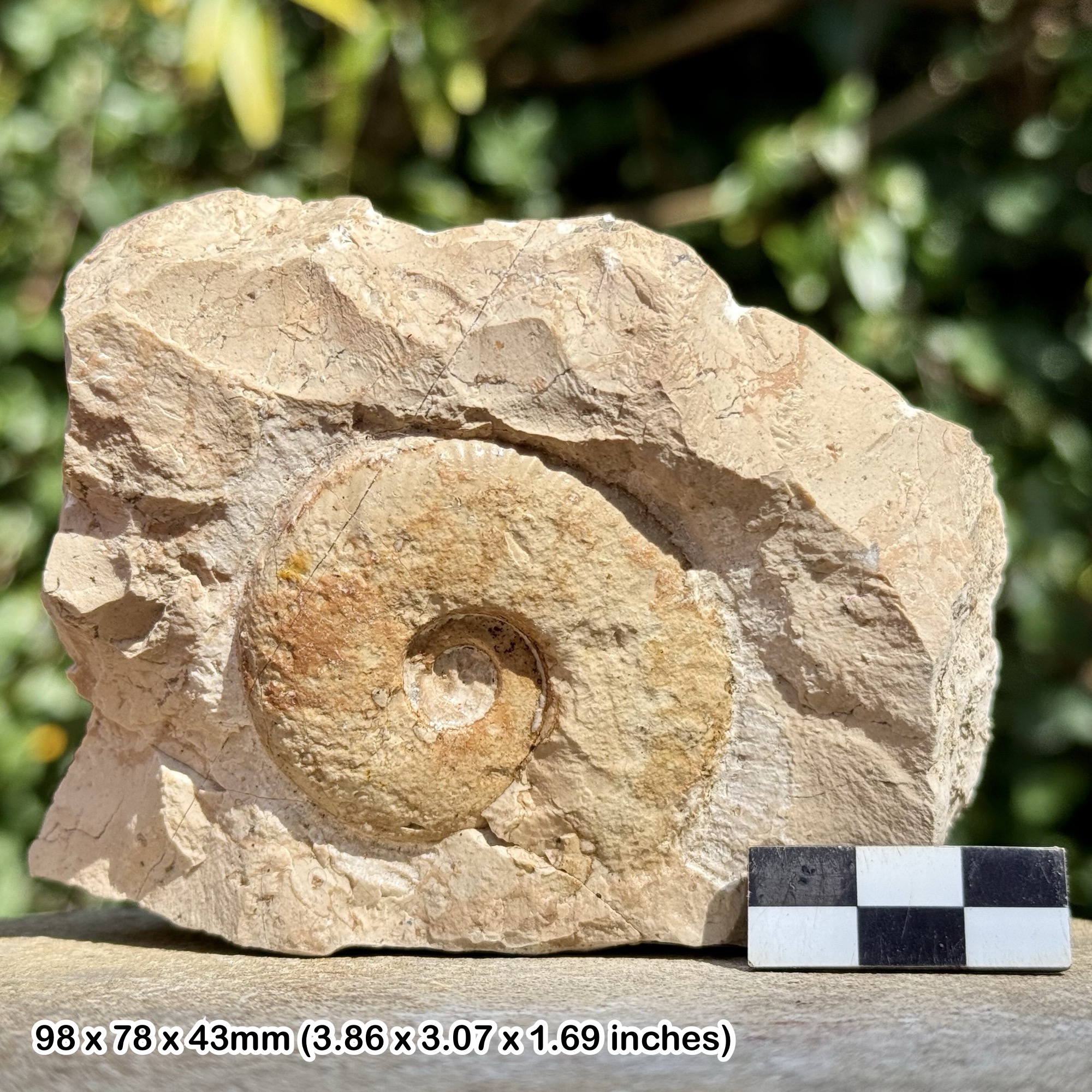 RARE Juraphyllites diopsis Fossil Ammonite – Upper Pliensbachian, Jurassic – Italy – Alice Purnell Collection