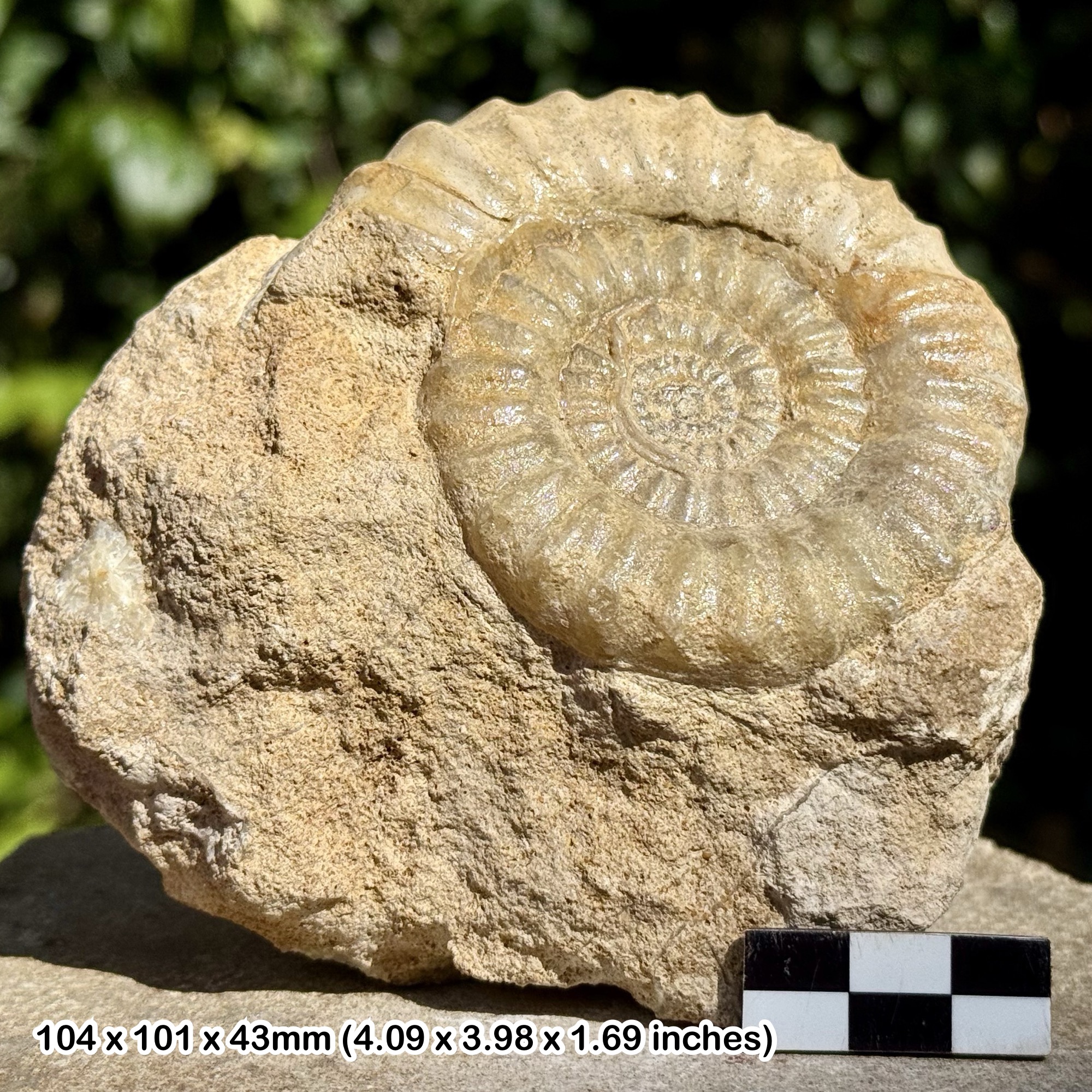 RARE Acanthopleuroceras natix Fossil Ammonite – Lower Pliensbachian, Jurassic – Calvados, France – Alice Purnell Collection