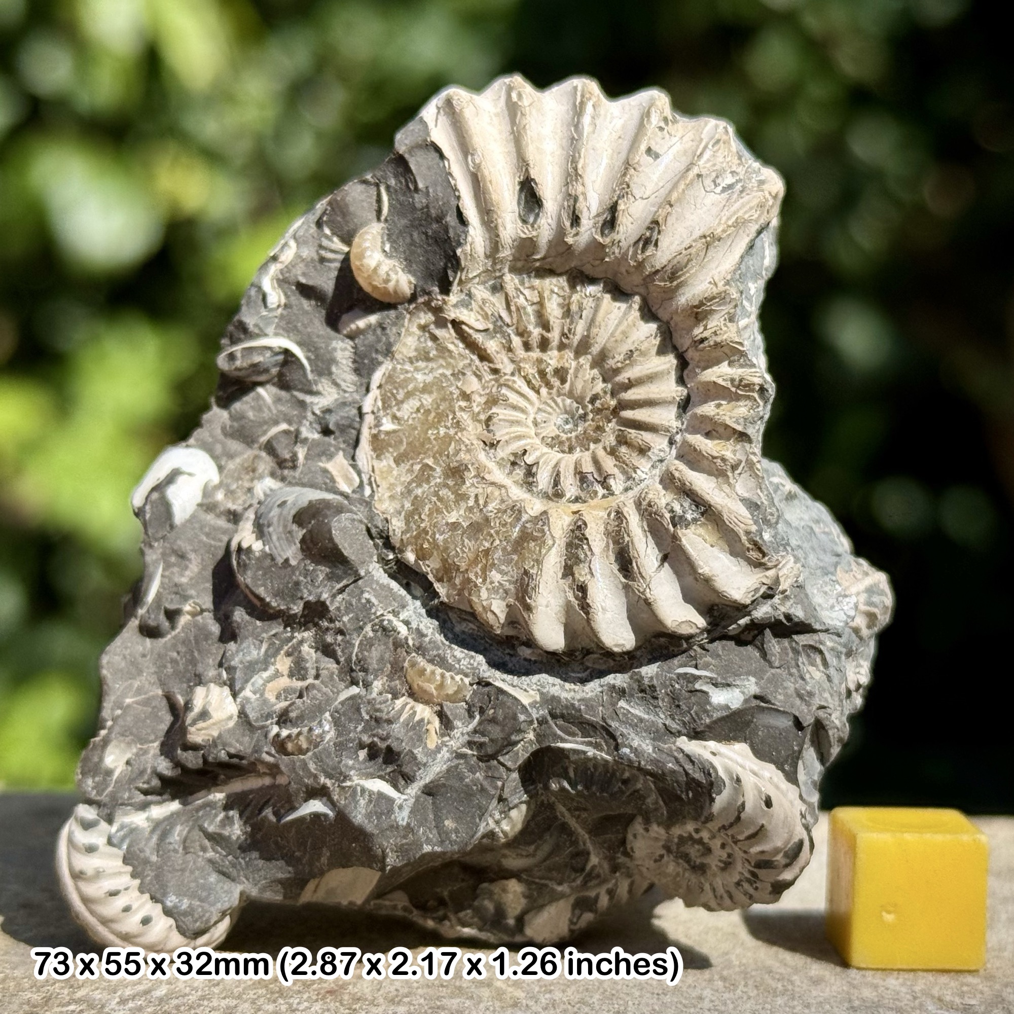 RARE Pleuroceras spinatum Ammonite Cluster Fossil – Lower Lias Formation, Jurassic Period – Unterstürmig, Germany – Alice Purnell Collection