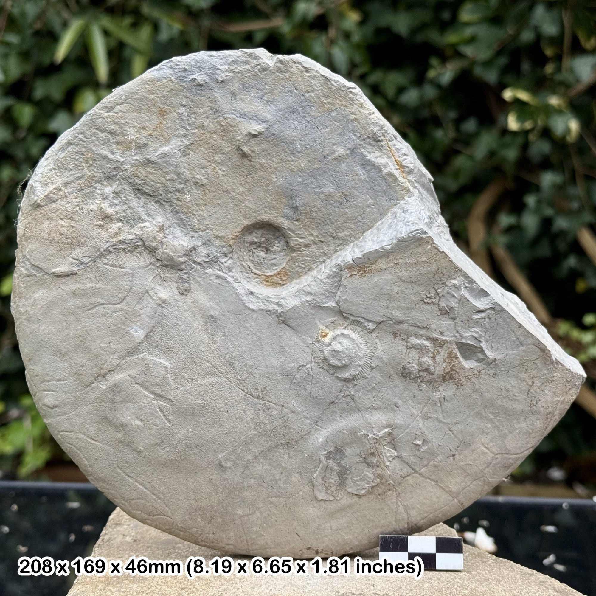 8" Barremites dificilils Fossil Ammonite – Lower Barremian, Cretaceous – Sisteron, France – Alice Purnell Collection