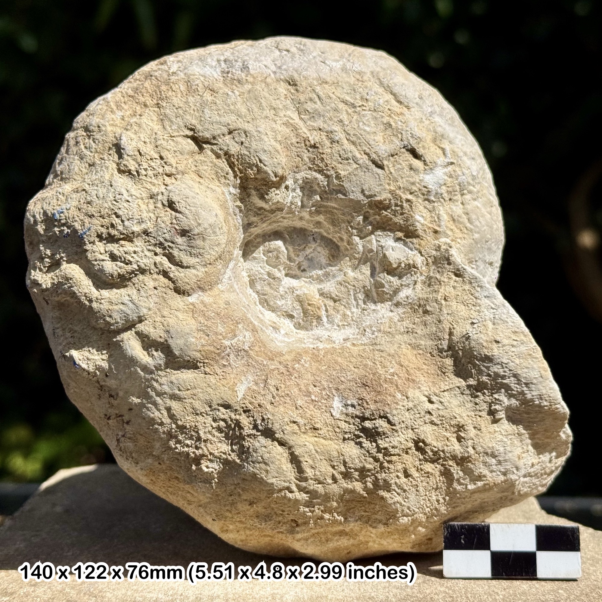RARE Paranthropus robustus Fossil Ammonite – Lower Turonian, Cretaceous – Soria Burgos, Spain – Alice Purnell Collection