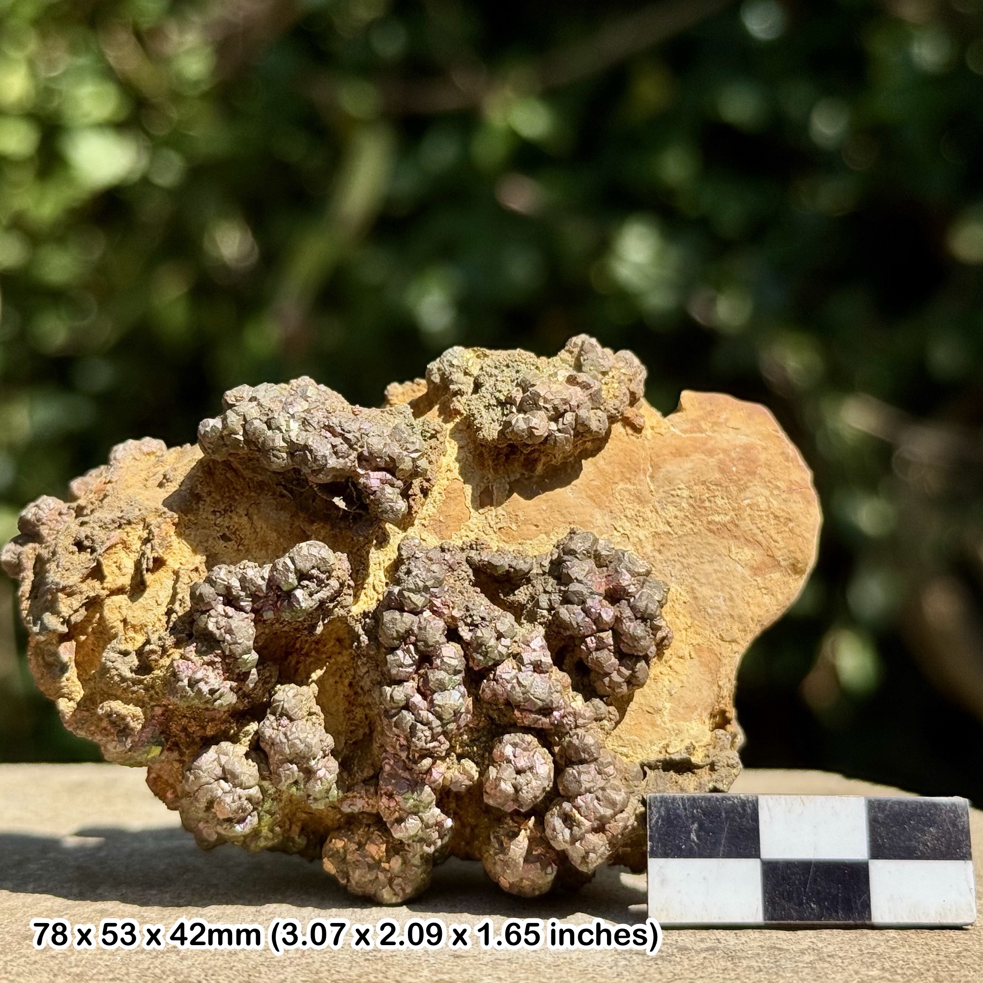 Rare Rainbow Pyrite Supat Mine Pakistan Iridescent Iron Pyrite Crystal Specimen Mineral Display Piece with Certificate of Authenticity