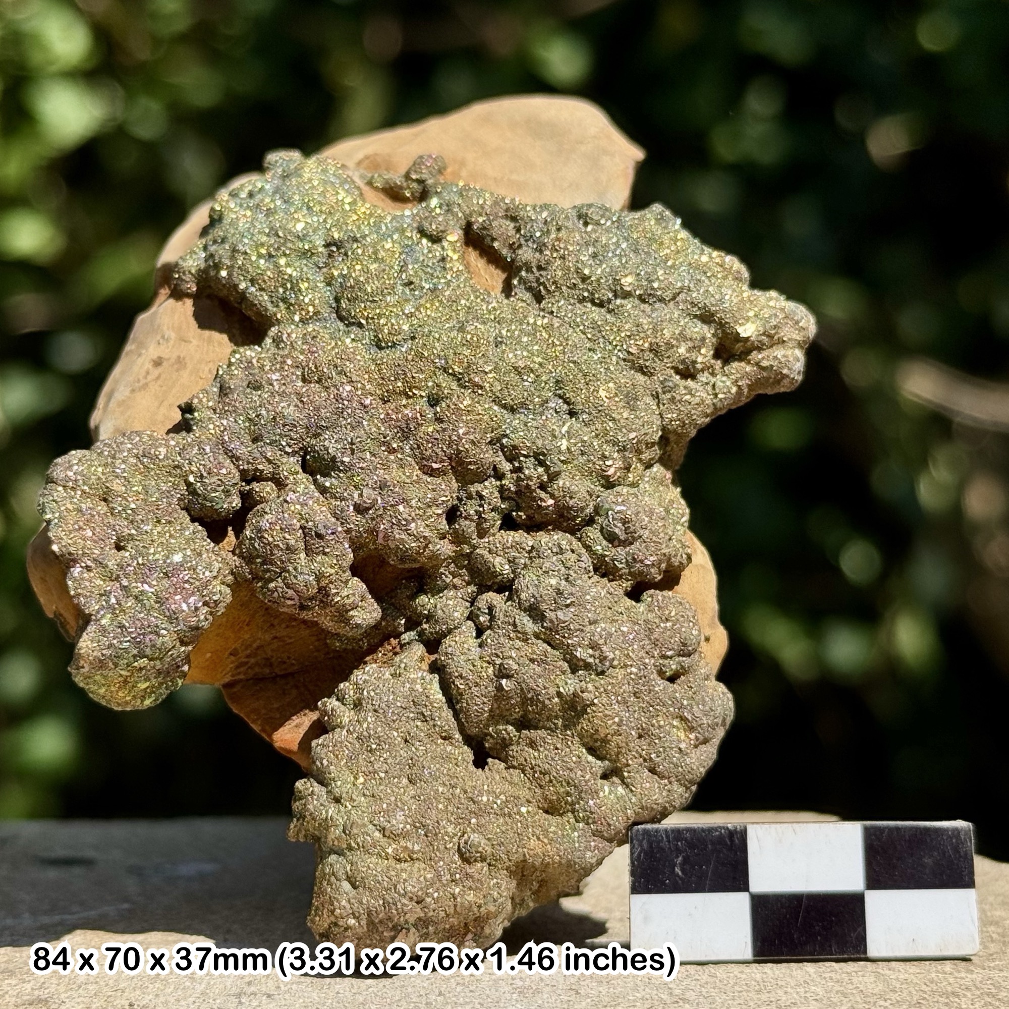 Rare Rainbow Pyrite Supat Mine Pakistan Iridescent Iron Pyrite Crystal Specimen Mineral Display Piece with Certificate of Authenticity