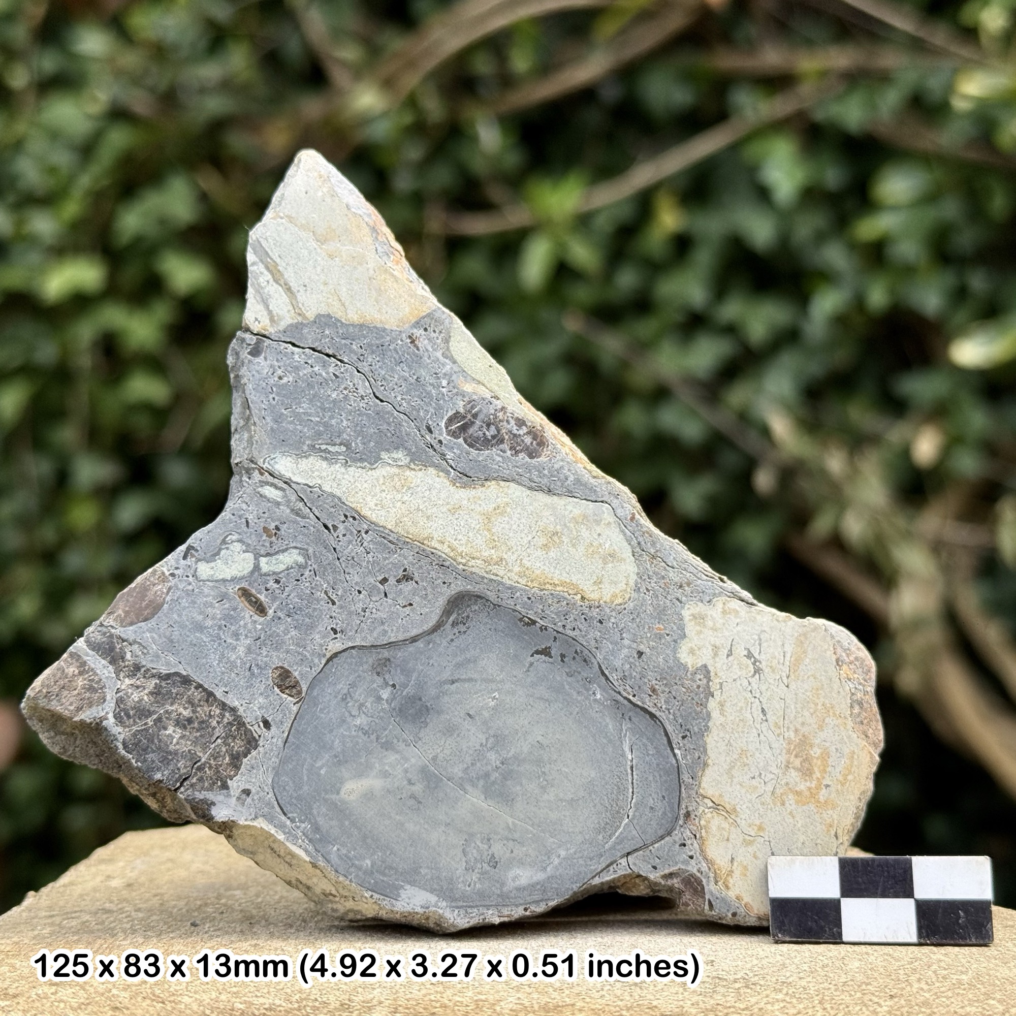 Polished Fossil Slab – Fish, Shark, Reptile Bone & Coprolite, Aust Cliff UK, Triassic Period