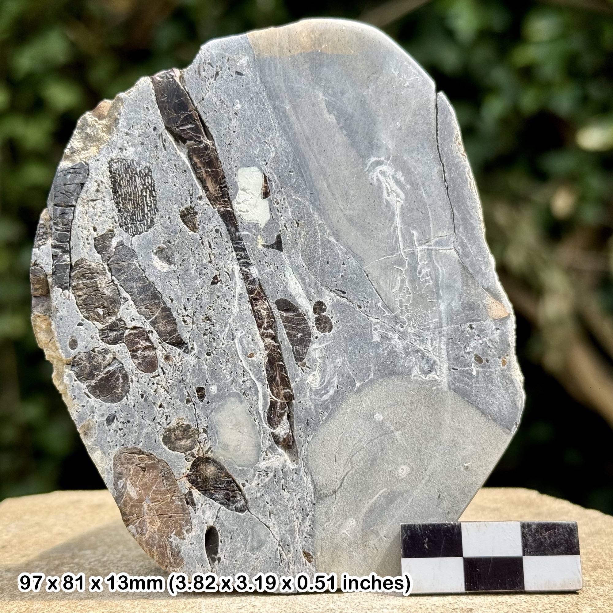 Polished Fossil Slab – Fish, Shark, Reptile Bone & Coprolite, Aust Cliff UK, Triassic Period