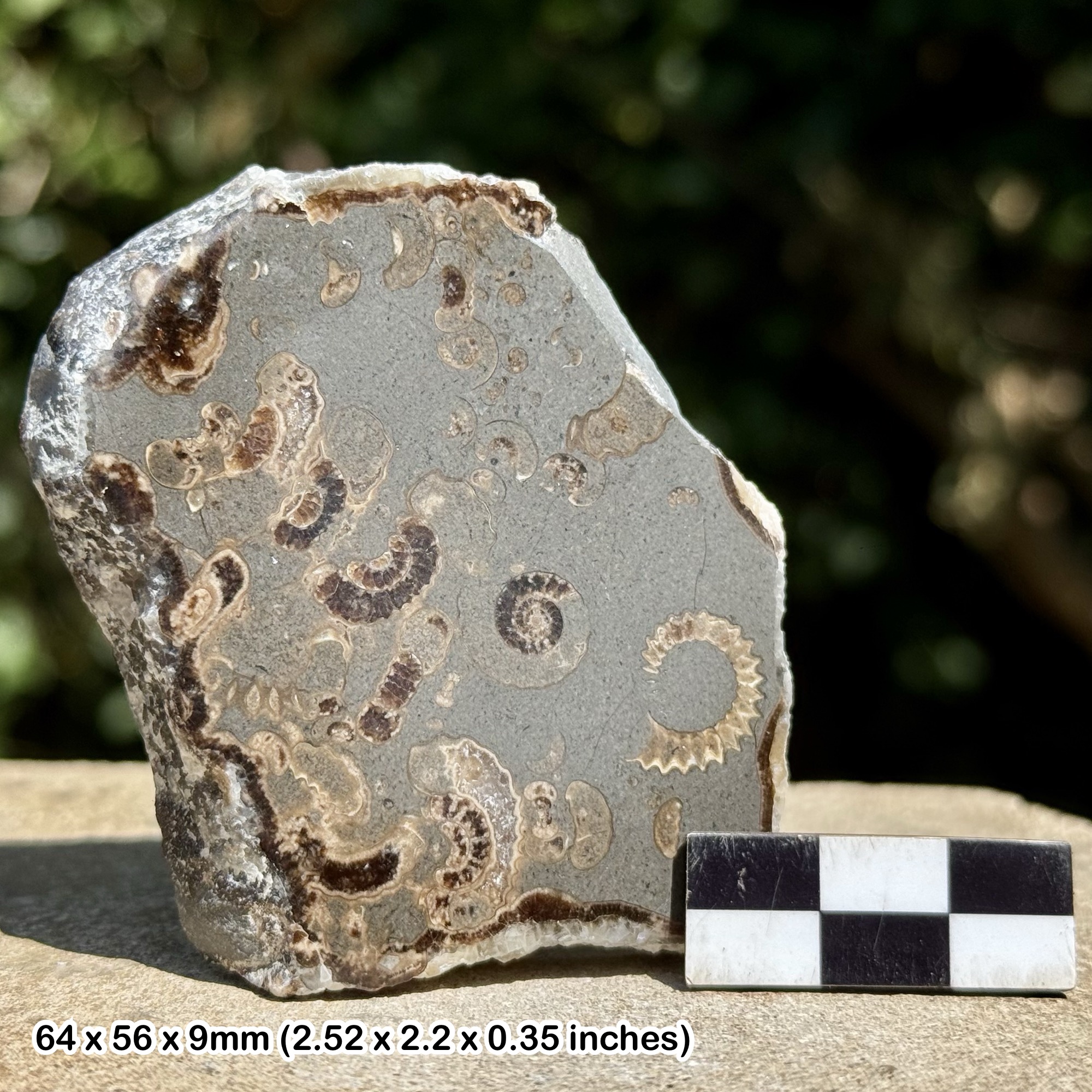Promicroceras Ammonite Fossil Slab – Polished Marston Marble, Lower Jurassic, Somerset UK