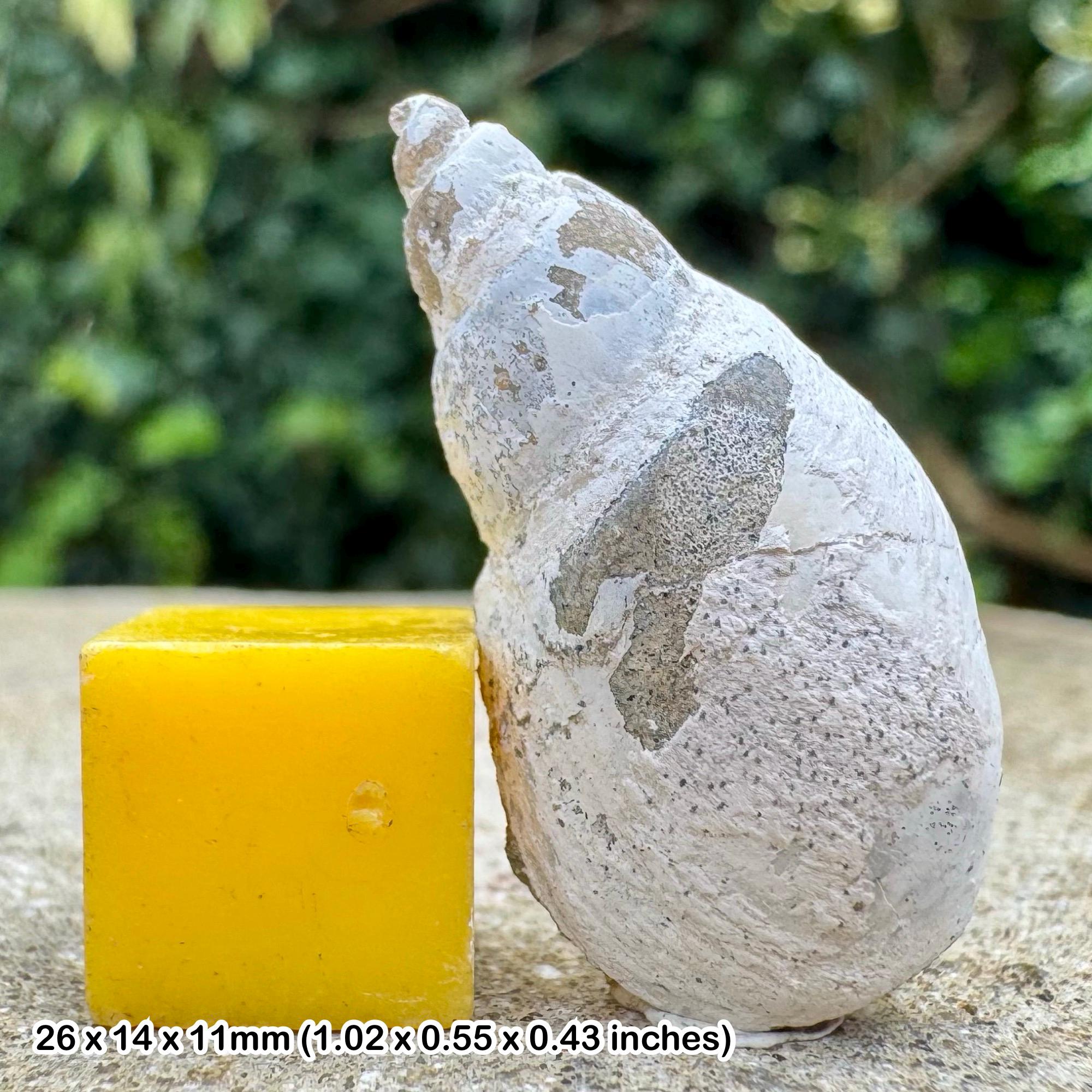 Fossil gastropod molopophorus fishii sooke formation vancouver island canada genuine specimen