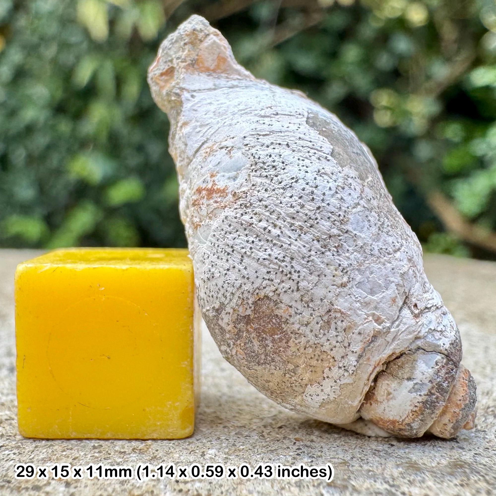 Fossil gastropod molopophorus fishii sooke formation vancouver island canada genuine specimen