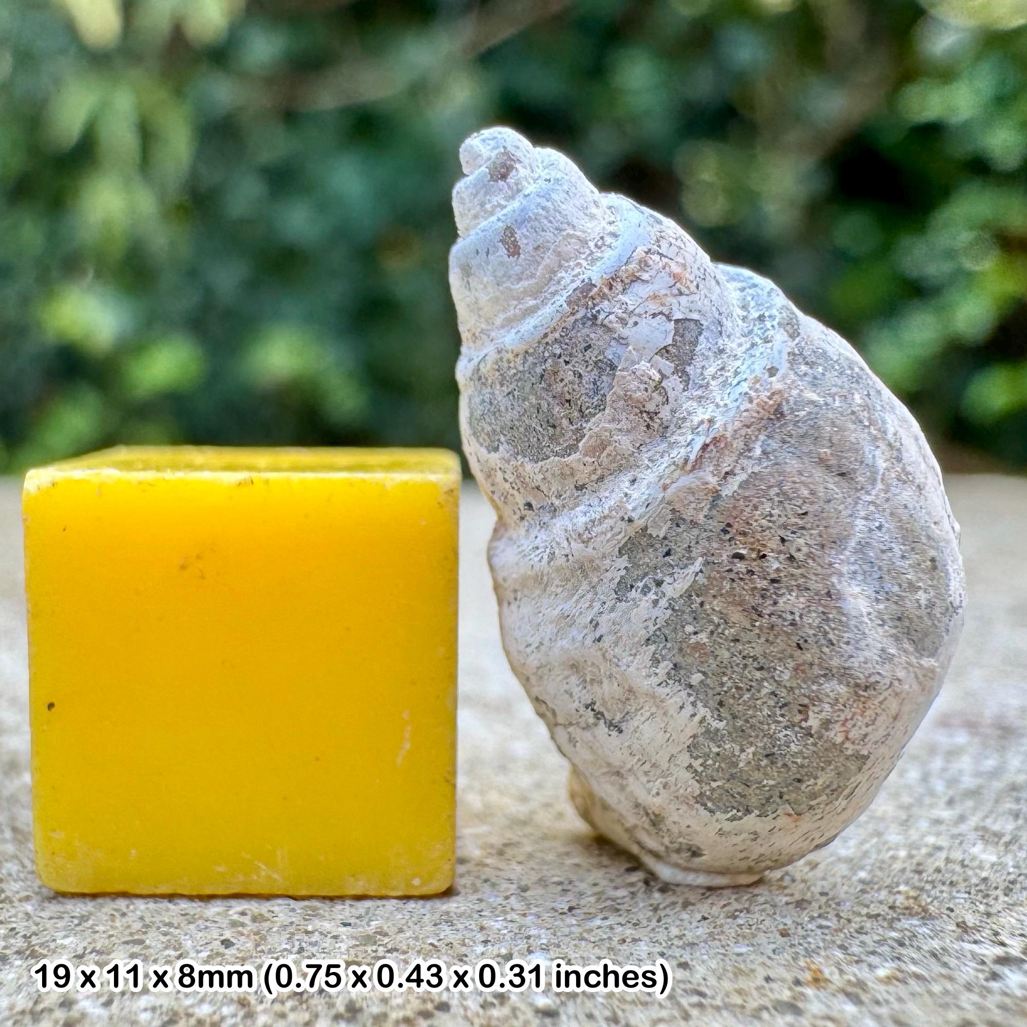 Fossil gastropod molopophorus fishii sooke formation vancouver island canada genuine specimen