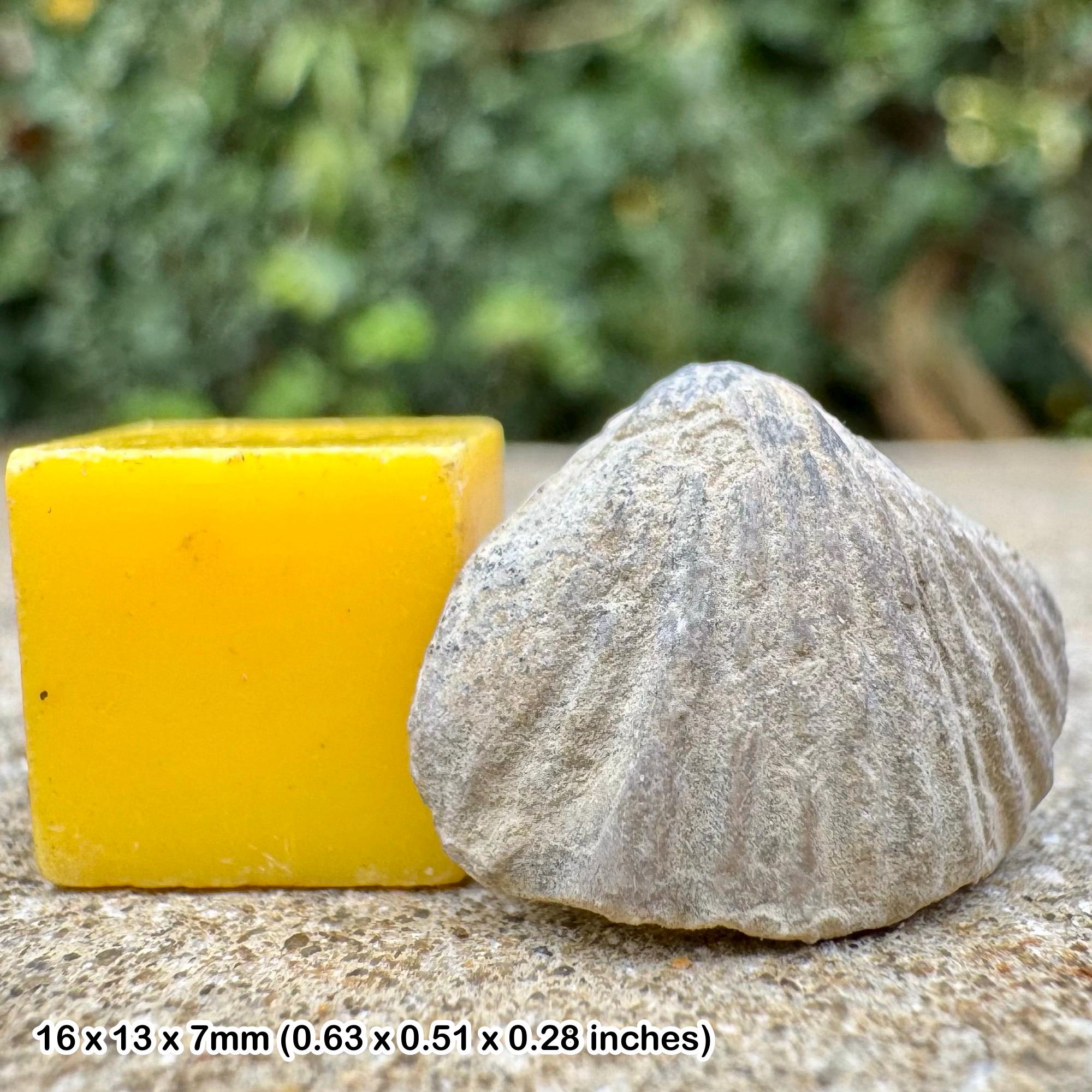 Fossil brachiopod rhynchotreta cuneata wenlock limestone silurian wrens nest dudley uk genuine specimen