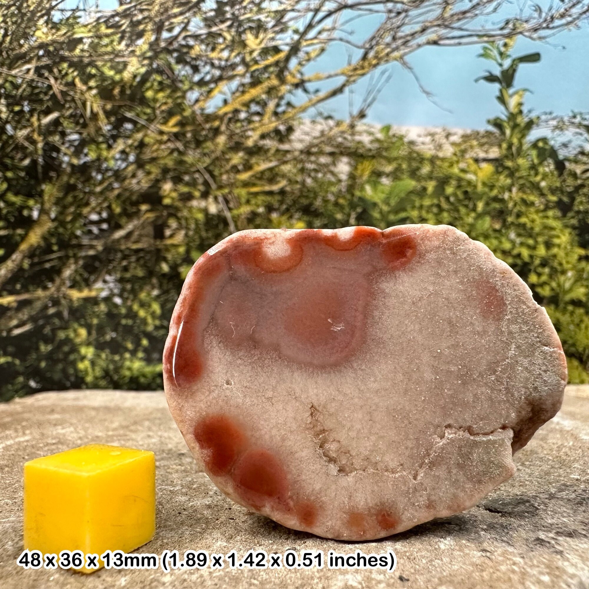 Dulcote Agate Mineral Specimen UK Genuine Natural Banded Quartz Collector Stone with Certificate of Authenticity