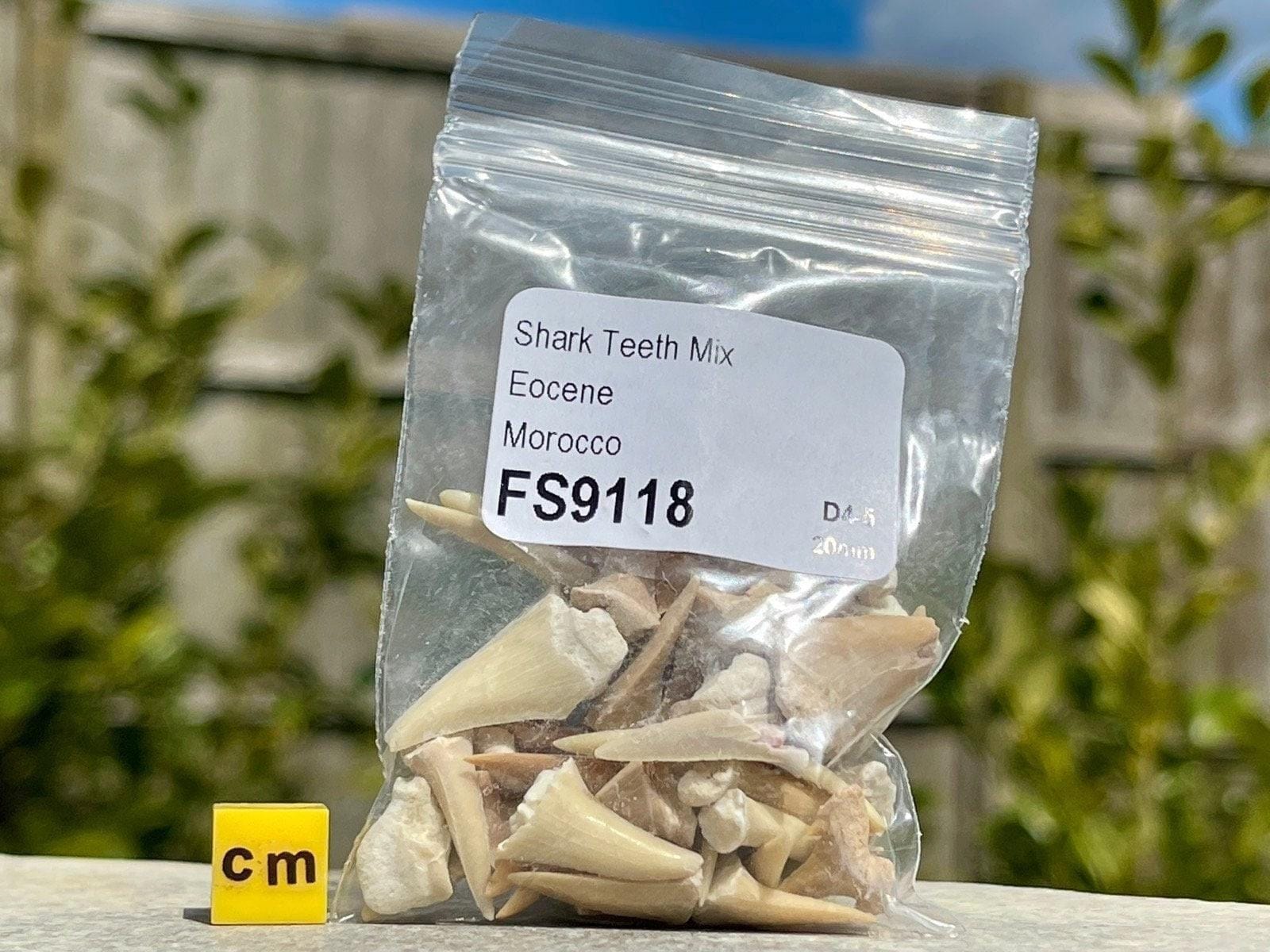 Bag of fossil sharks teeth (approx. 30 teeth) - perfect for collectors and enthusiasts