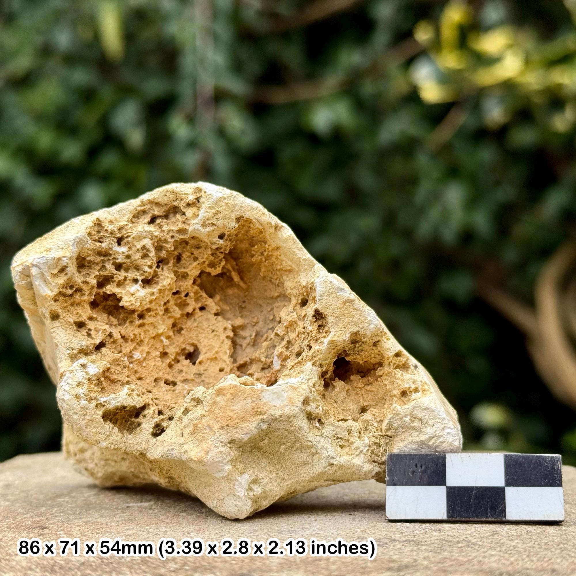 Fossil sponge in flint – cretaceous grey chalk subgroup, branscombe dorset uk – w/ coa