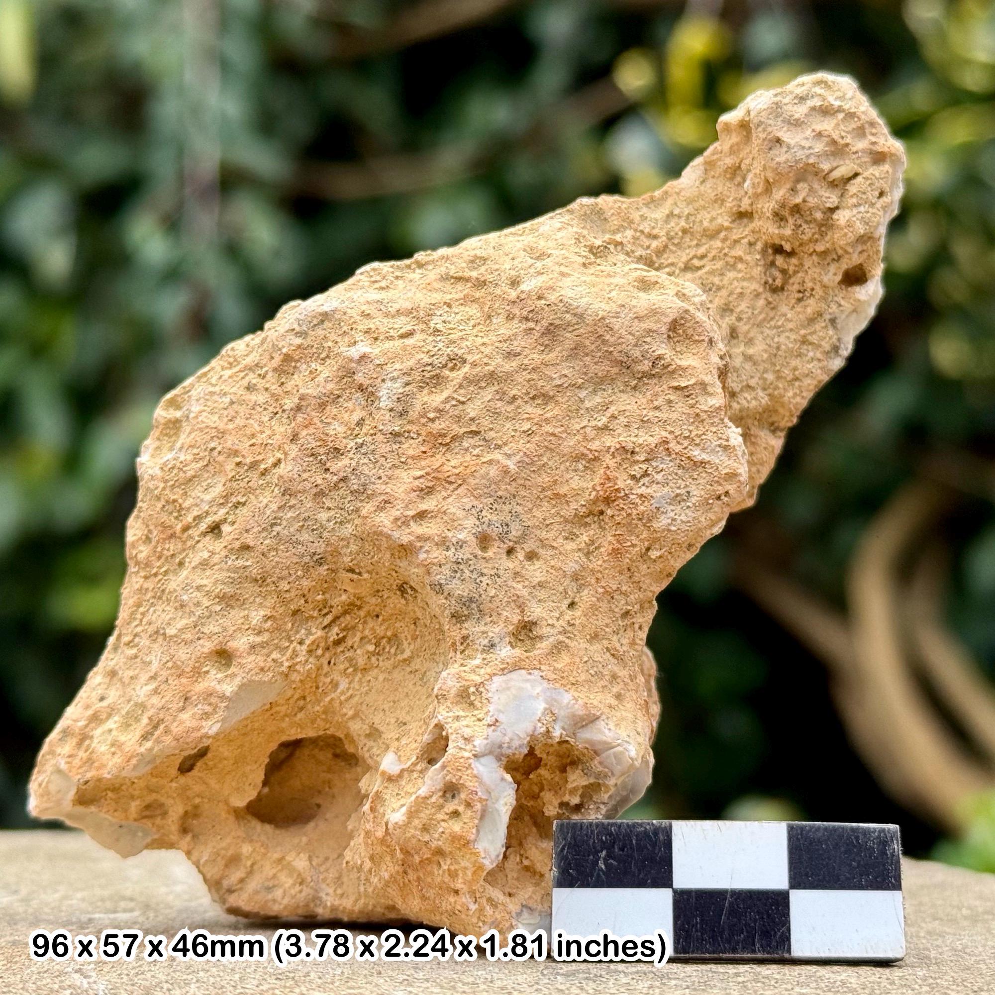 Fossil sponge in flint – cretaceous grey chalk subgroup, branscombe dorset uk – w/ coa