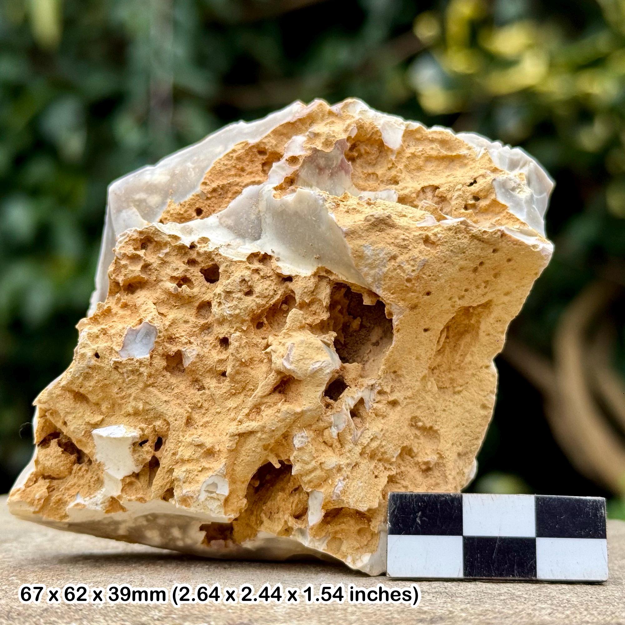 Fossil sponge in flint – cretaceous grey chalk subgroup, branscombe dorset uk – w/ coa