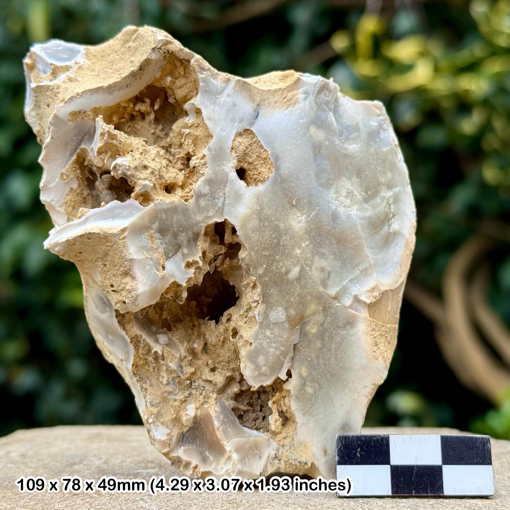 Fossil sponge in flint – cretaceous grey chalk subgroup, branscombe dorset uk – w/ coa