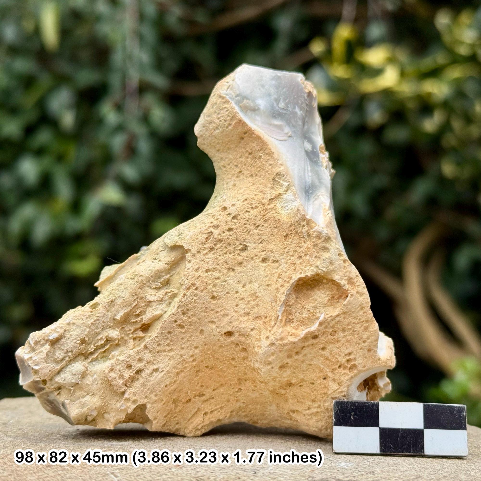 Fossil sponge in flint – cretaceous grey chalk subgroup, branscombe dorset uk – w/ coa