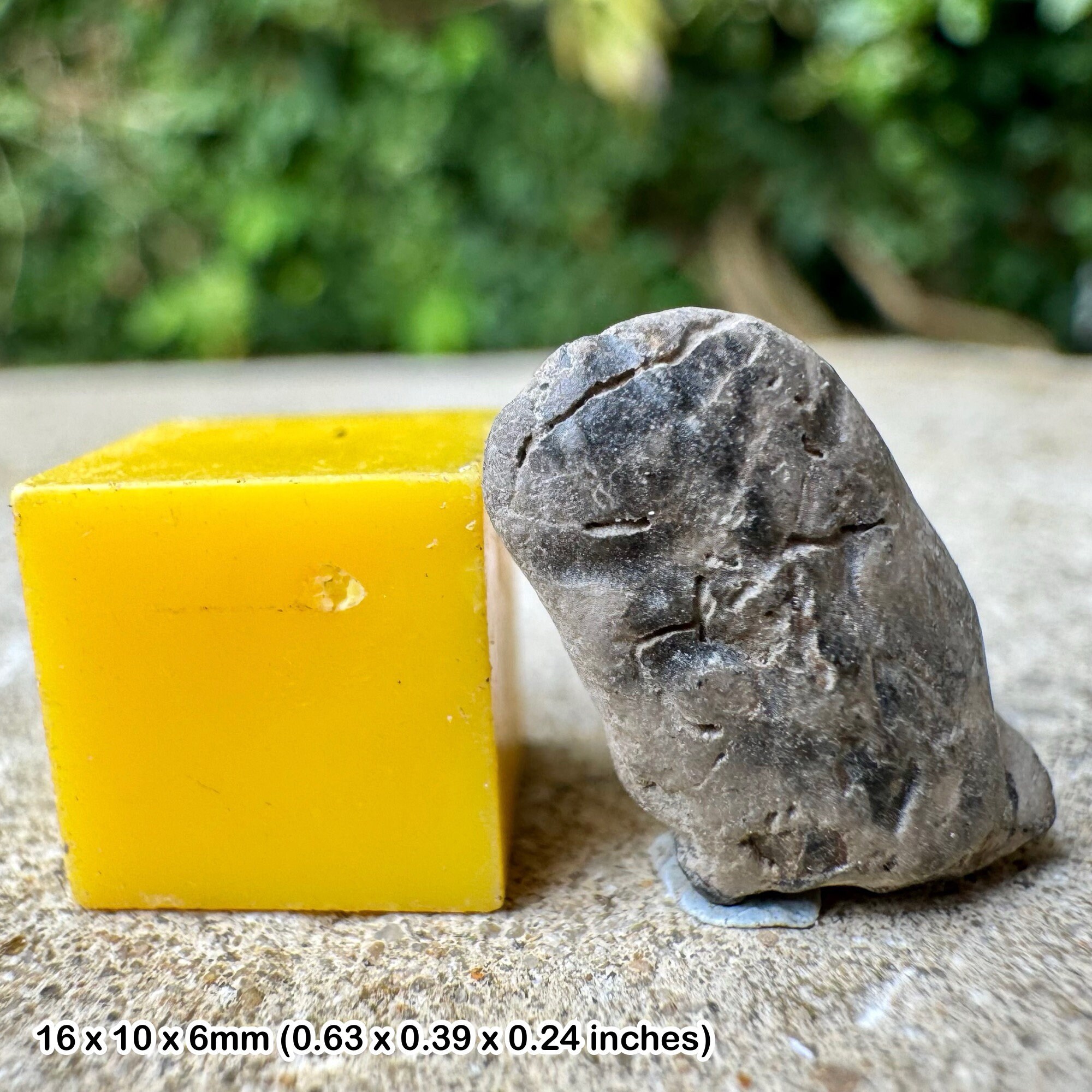 Genuine fossil crab fragment - gault clay, lower cretaceous, copt point, folkestone, kent, uk with certificate of authenticity
