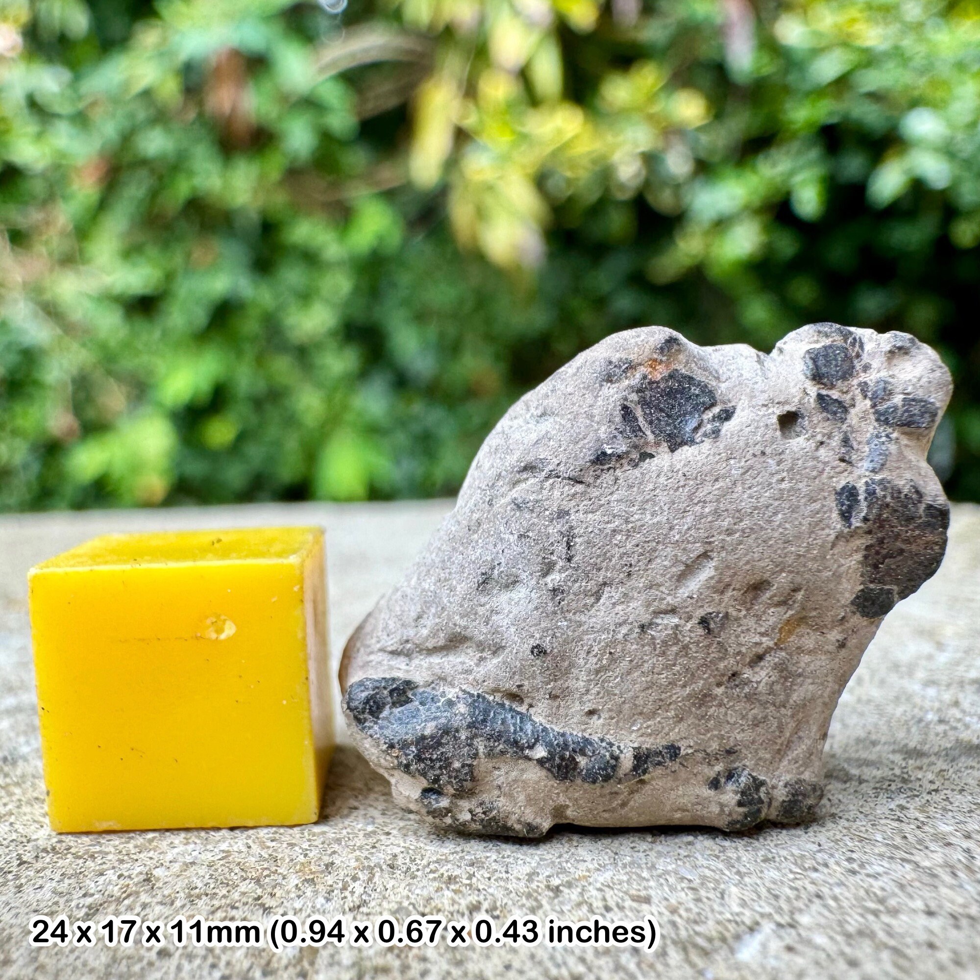 Genuine fossil crab fragment - gault clay, lower cretaceous, copt point, folkestone, kent, uk with certificate of authenticity