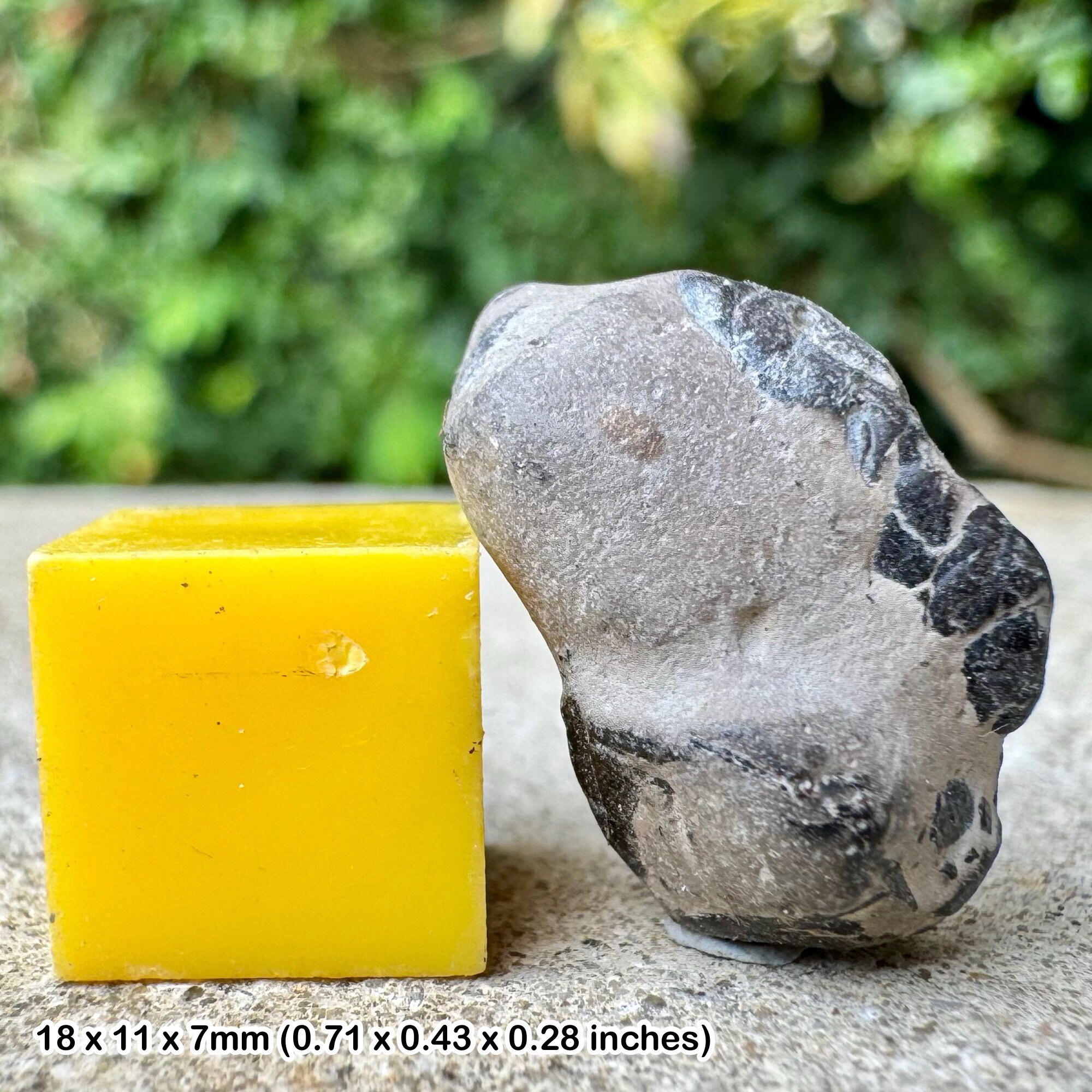 Genuine fossil crab fragment - gault clay, lower cretaceous, copt point, folkestone, kent, uk with certificate of authenticity
