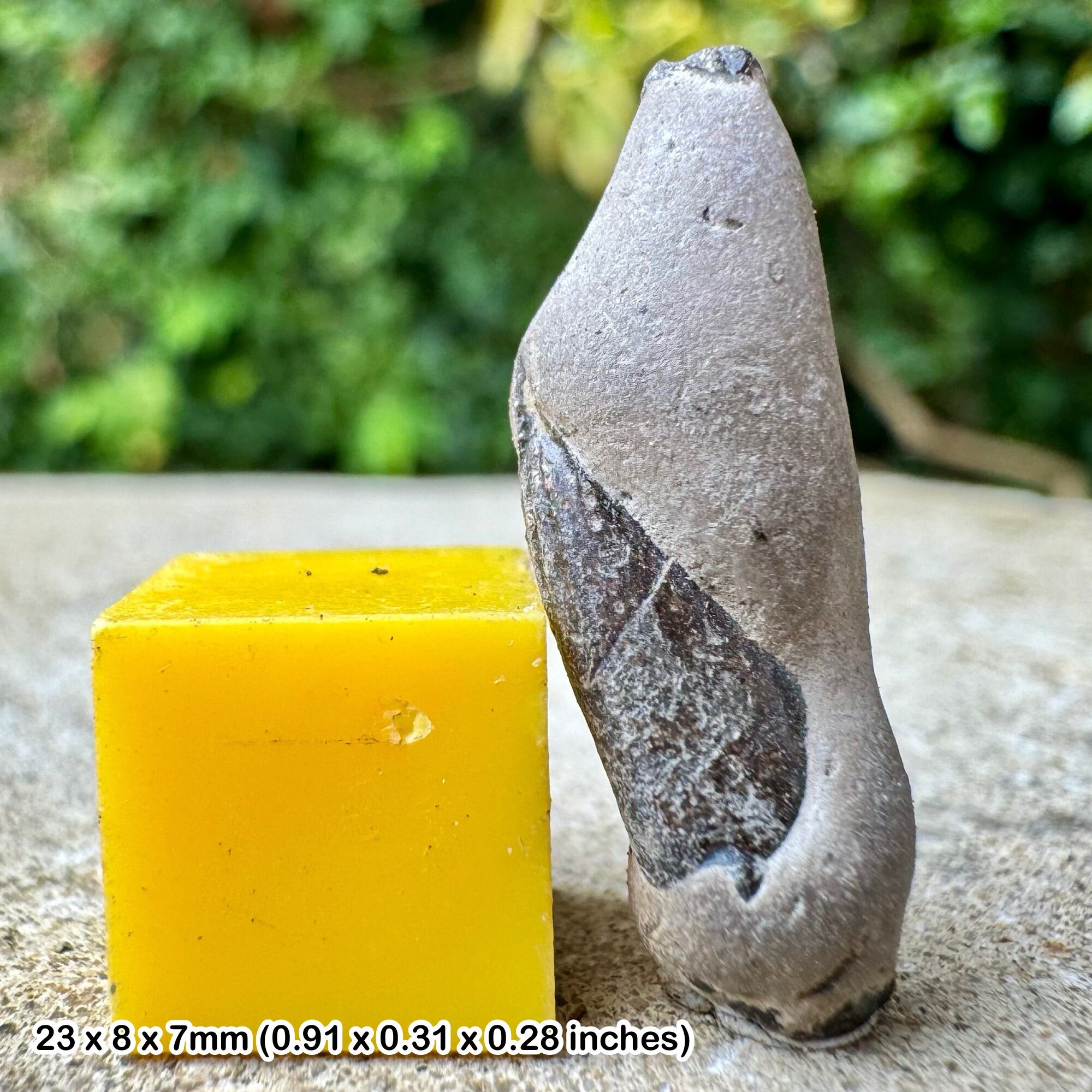 Genuine fossil crab fragment - gault clay, lower cretaceous, copt point, folkestone, kent, uk with certificate of authenticity