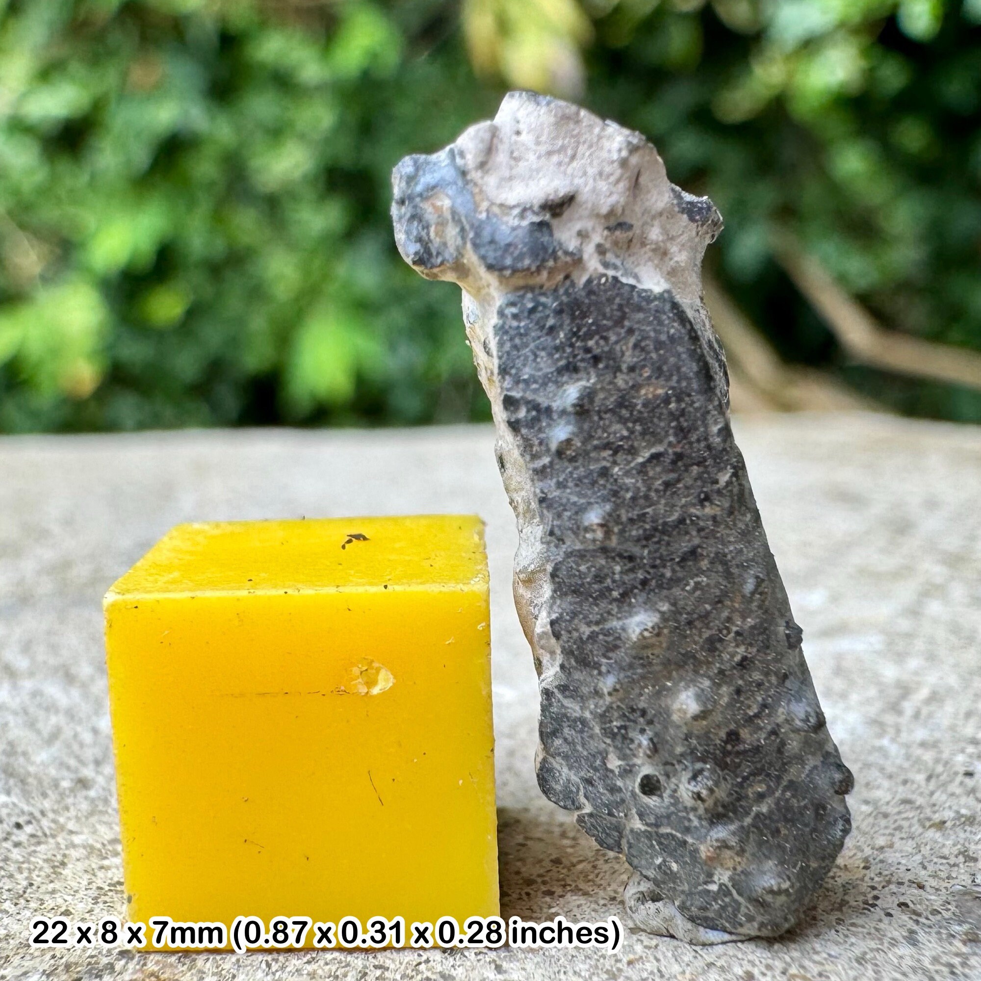Genuine fossil crab fragment - gault clay, lower cretaceous, copt point, folkestone, kent, uk with certificate of authenticity