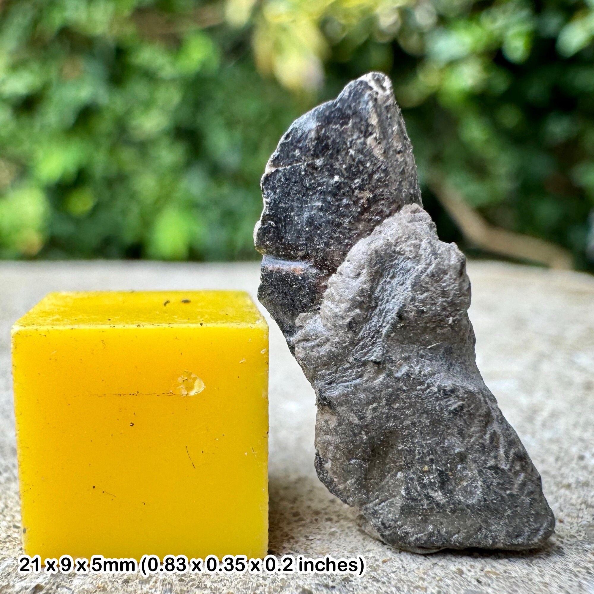 Genuine fossil crab fragment - gault clay, lower cretaceous, copt point, folkestone, kent, uk with certificate of authenticity