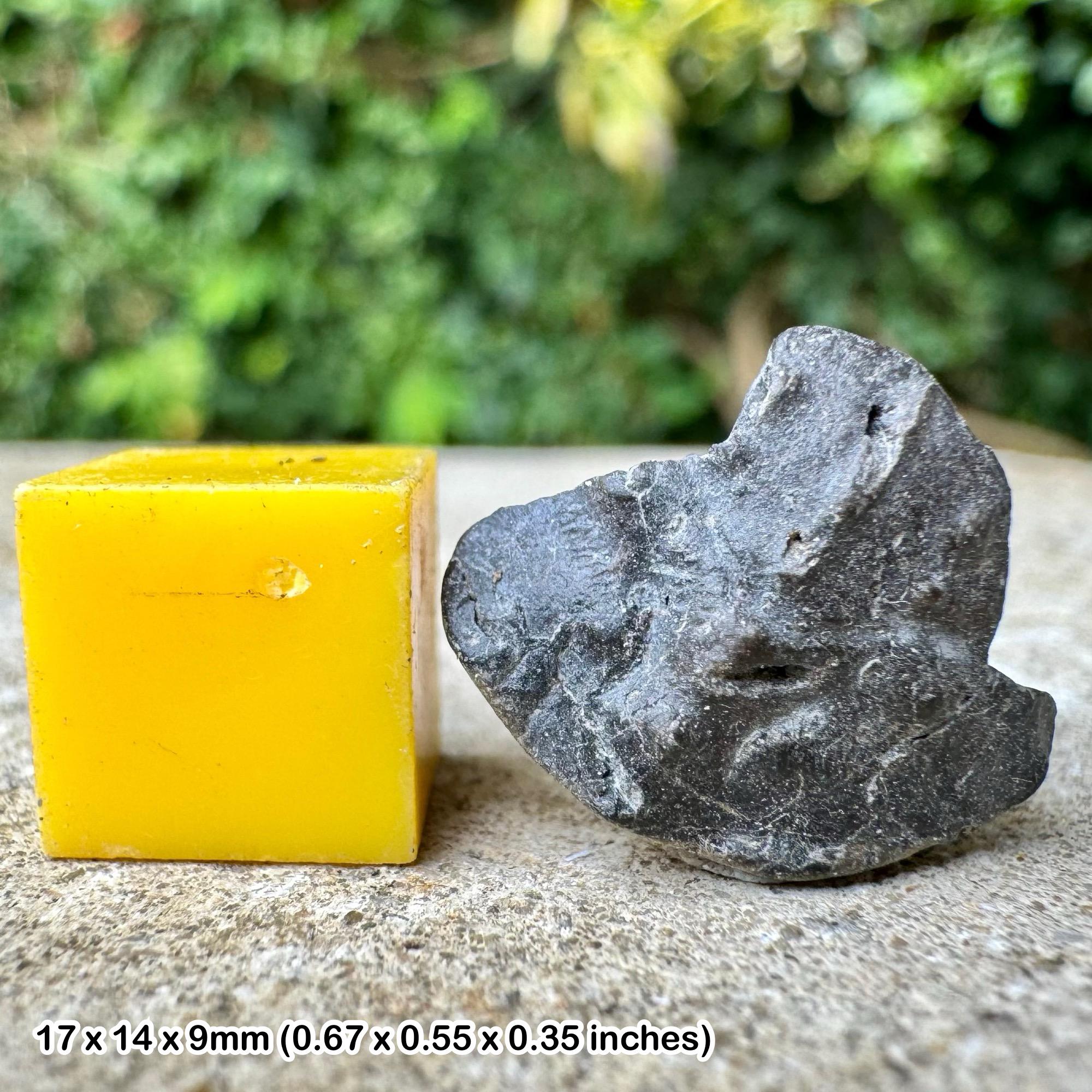 Genuine fossil crab fragment - gault clay, lower cretaceous, copt point, folkestone, kent, uk with certificate of authenticity