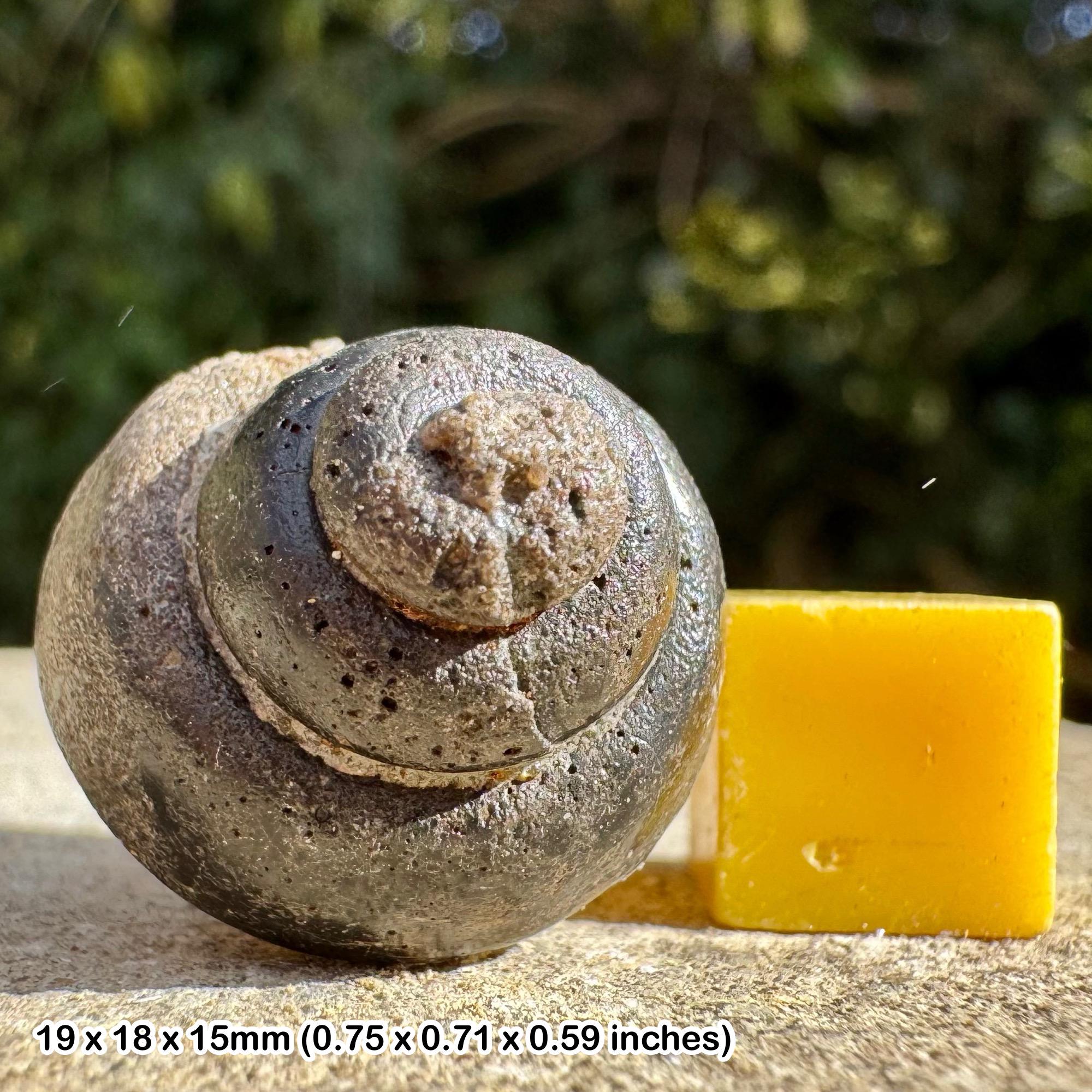 Fossil gastropod - bathrotomaria reticulata, jurassic, blackhead, dorset, uk | 100% genuine specimen + coa